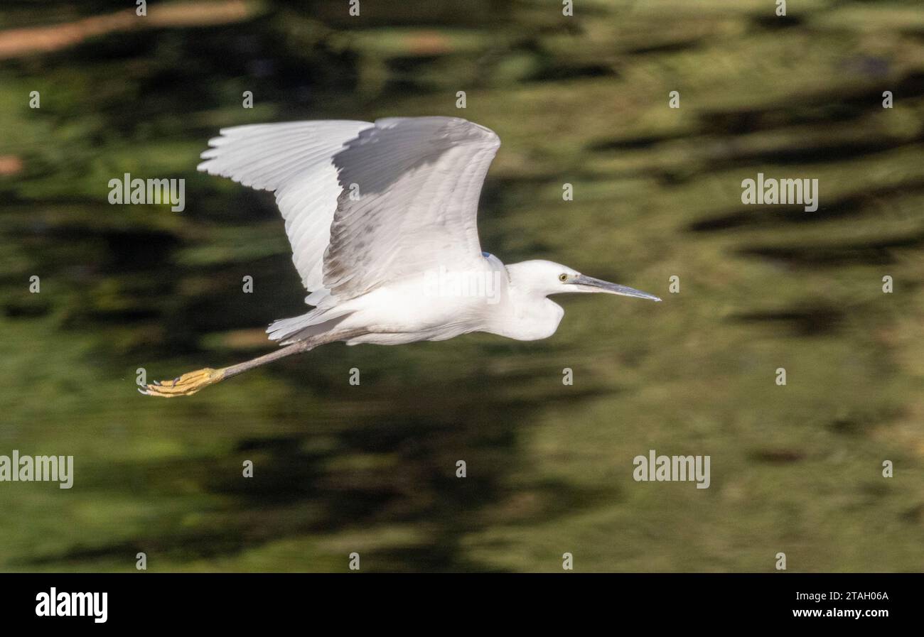 Grande aigrette volante (Ardea alba), également connue sous le nom d'aigrette commune, grande aigrette, ou grande aigrette blanche ou grand héron blanc, Louxor, Égypte Banque D'Images