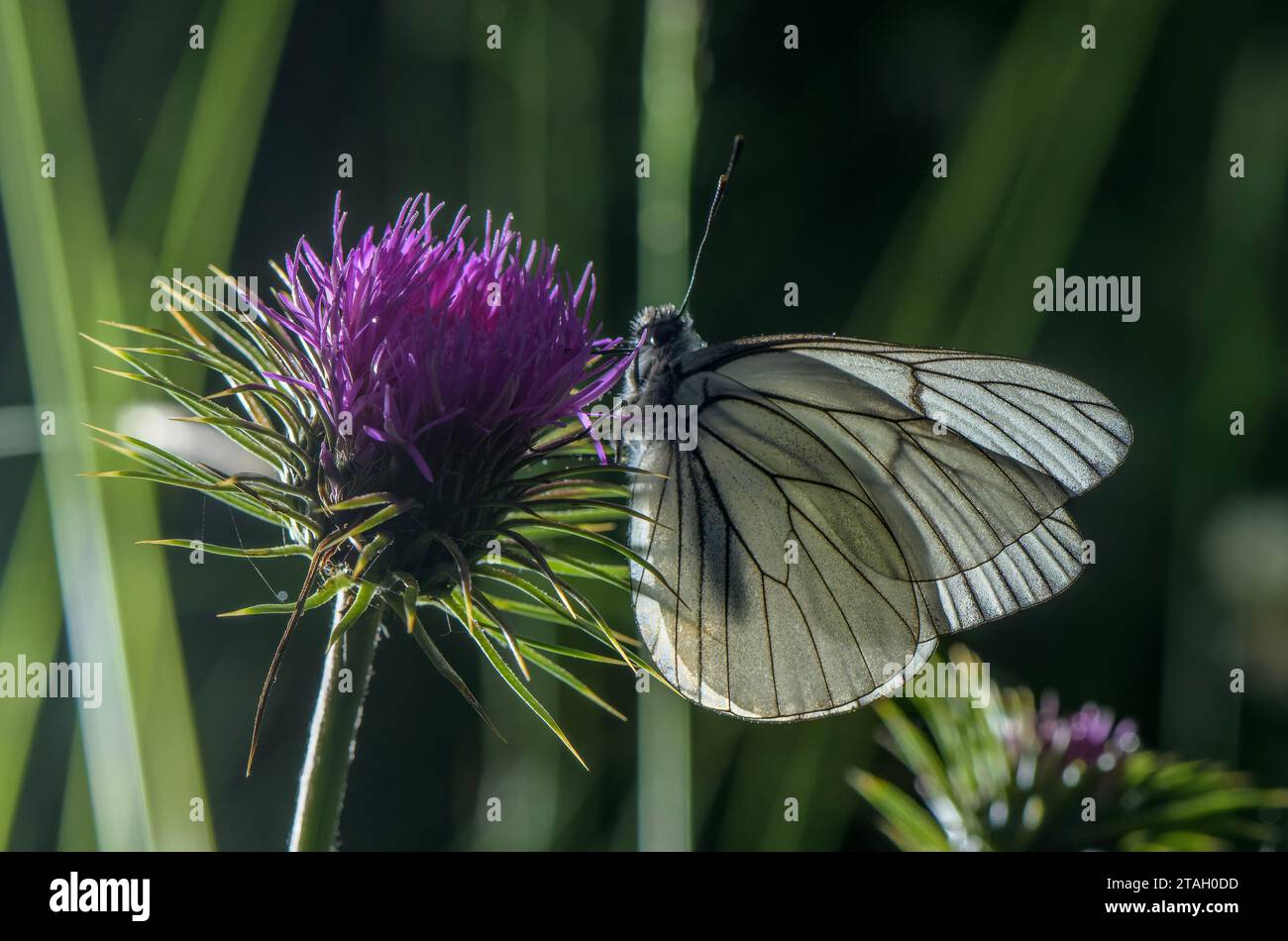 Papillon blanc à veine noire, Aporia crataegi, se nourrissant d'un chardon, rétroéclairé. Banque D'Images