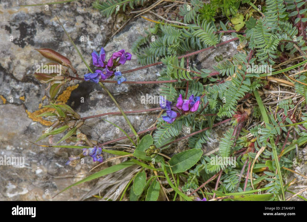 Violet Oxytropis, Oxytropis halleri, en fleur sur pente calcaire, Pyrénées. Banque D'Images