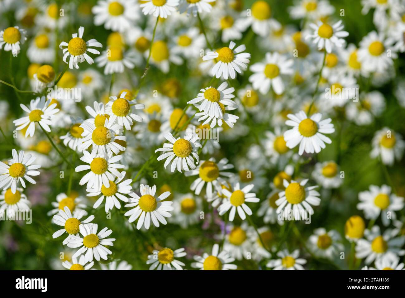 Matricaria camomilla, camomille, fleurs ressemblant à une Marguerite avec des pétales blancs et des centres jaunes Banque D'Images