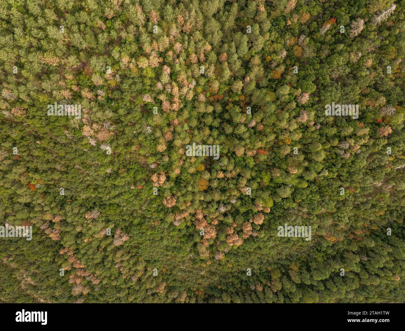 Sécheresse et mort de nombreux pins écossais dans une forêt du parc naturel de Cadí-Moixeró (Berguedà, Catalogne, Espagne, Pyrénées) Banque D'Images