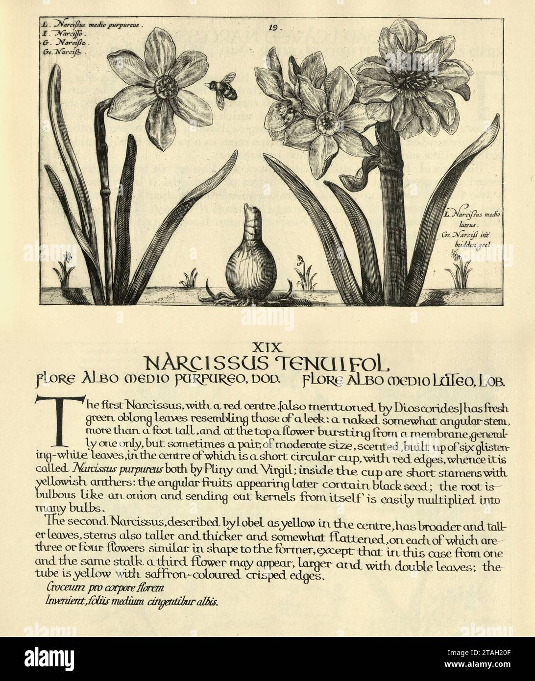 Estampe d'art botanique de Narcissus tenuifolius, plantes vivaces herbacées bulbeuses, d'Hortus Floridus par Crispin de passe, illustration vintage Banque D'Images
