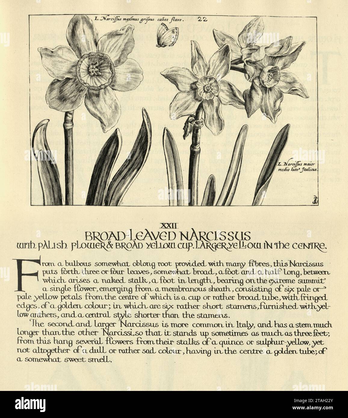 Estampe botanique de Narcisse tenuifolius à feuilles de Braod, fleur de jonquille, d'Hortus Floridus par Crispin de passe, illustration vintage, 17e Centu Banque D'Images