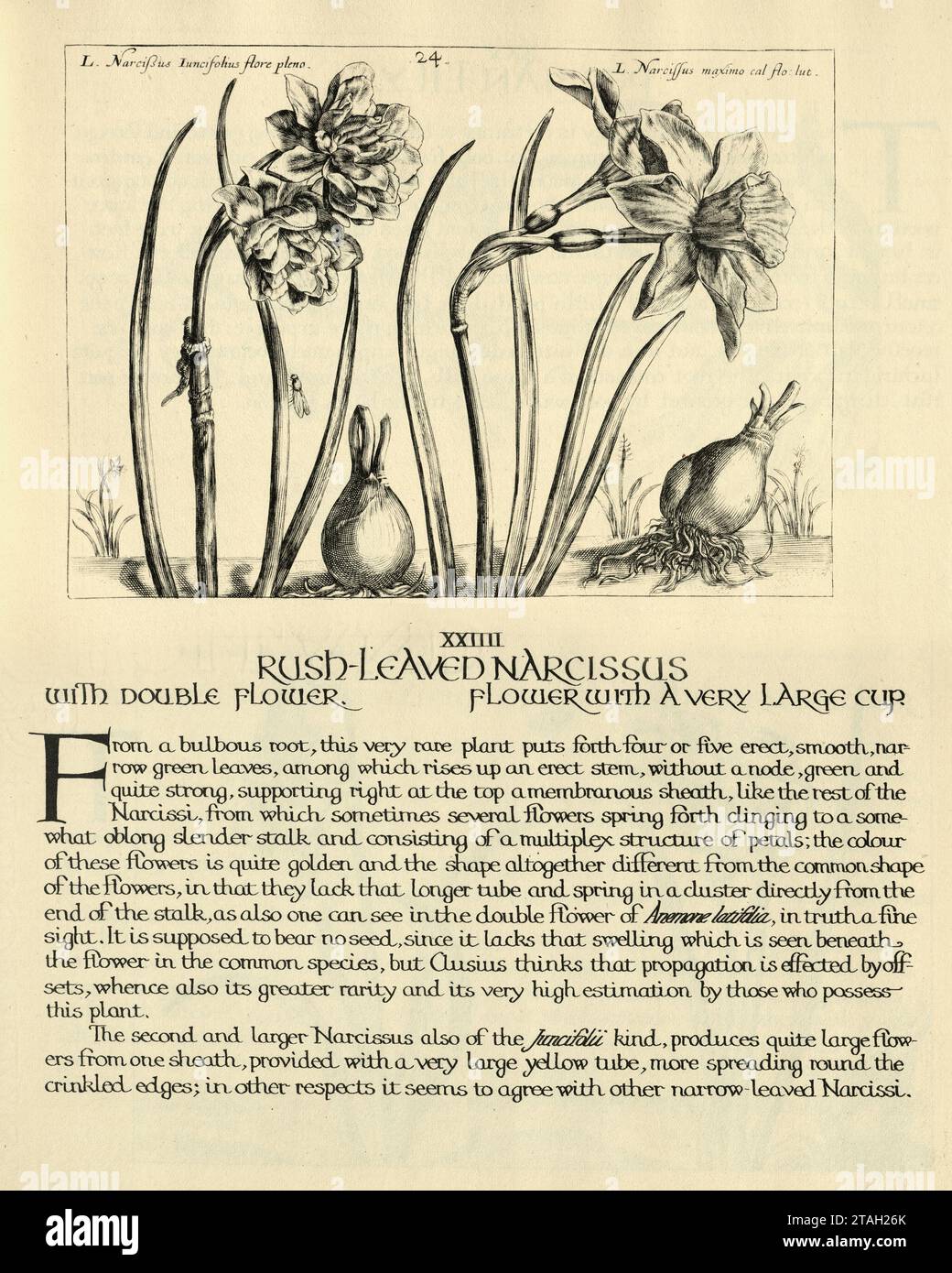 Impression botanique de narcisses à feuilles de Rush, double fleur de jonquille, d'Hortus Floridus par Crispin de passe, illustration vintage, 17e siècle Banque D'Images