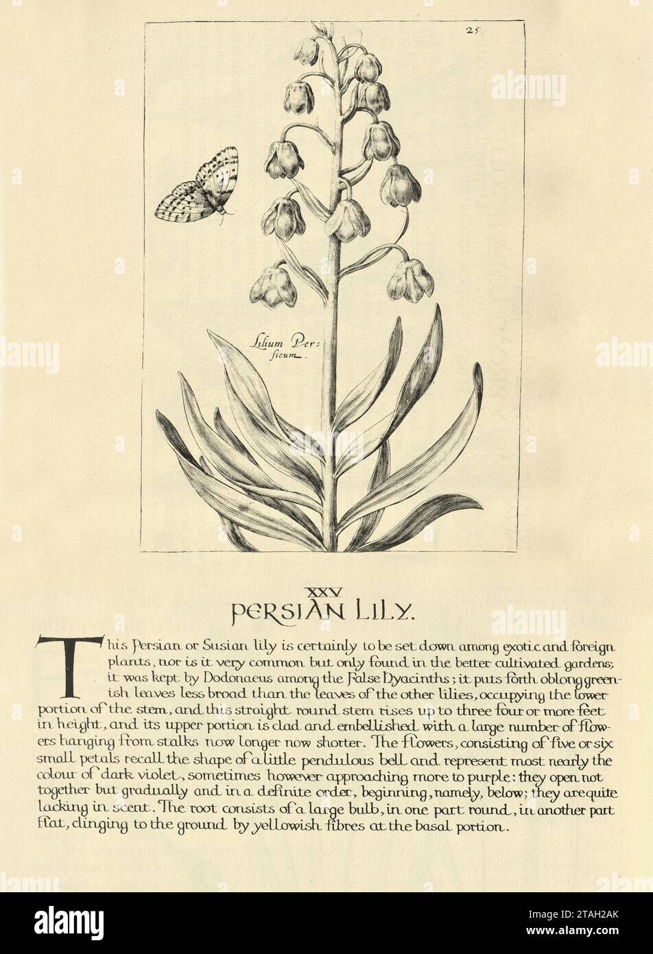 Estampe d'art botanique de lys perse, Fritillaria persica, plante à fleurs, de Hortus Floridus par Crispin de passe, illustration vintage, 17e Centur Banque D'Images