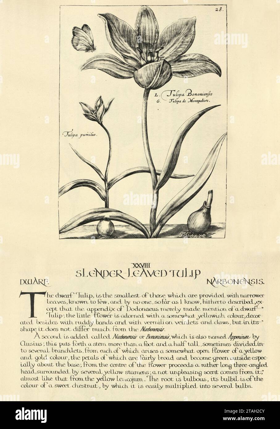 Impression d'art botanique de tulipe à feuilles minces, nain, Narbonensis, de Hortus Floridus par Crispin de passe, illustration vintage, 17e siècle Banque D'Images