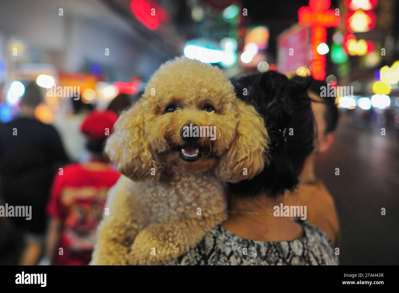 Chinatown à Bangkok est l'un des plus grands Chinatowns au monde, et est réputé pour ses incroyables boutiques et sa cuisine alléchante. Fondée il y a plus de 200 ans, c’est le principal centre de la grande communauté chinoise de Bangkok. Aventurez-vous le long de Yaowarat Road, animé par de nombreuses activités et regorgeant de boutiques proposant une gamme de souvenirs, bijoux et bibelots. Ensuite, arrêtez-vous dans un restaurant familial pour prendre une omelette à huîtres ou un dimsum. Bangkok, Thaïlande. Banque D'Images