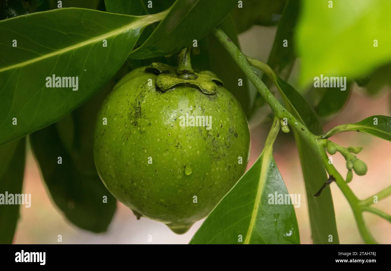 Single, Chocolate Pudding fruit, Black Sapote, Diospyros nigra, poussant sur un arbre dans le jardin du Queensland, Australie. Prêt à être ramassé. Humide avec la pluie d'été. Banque D'Images