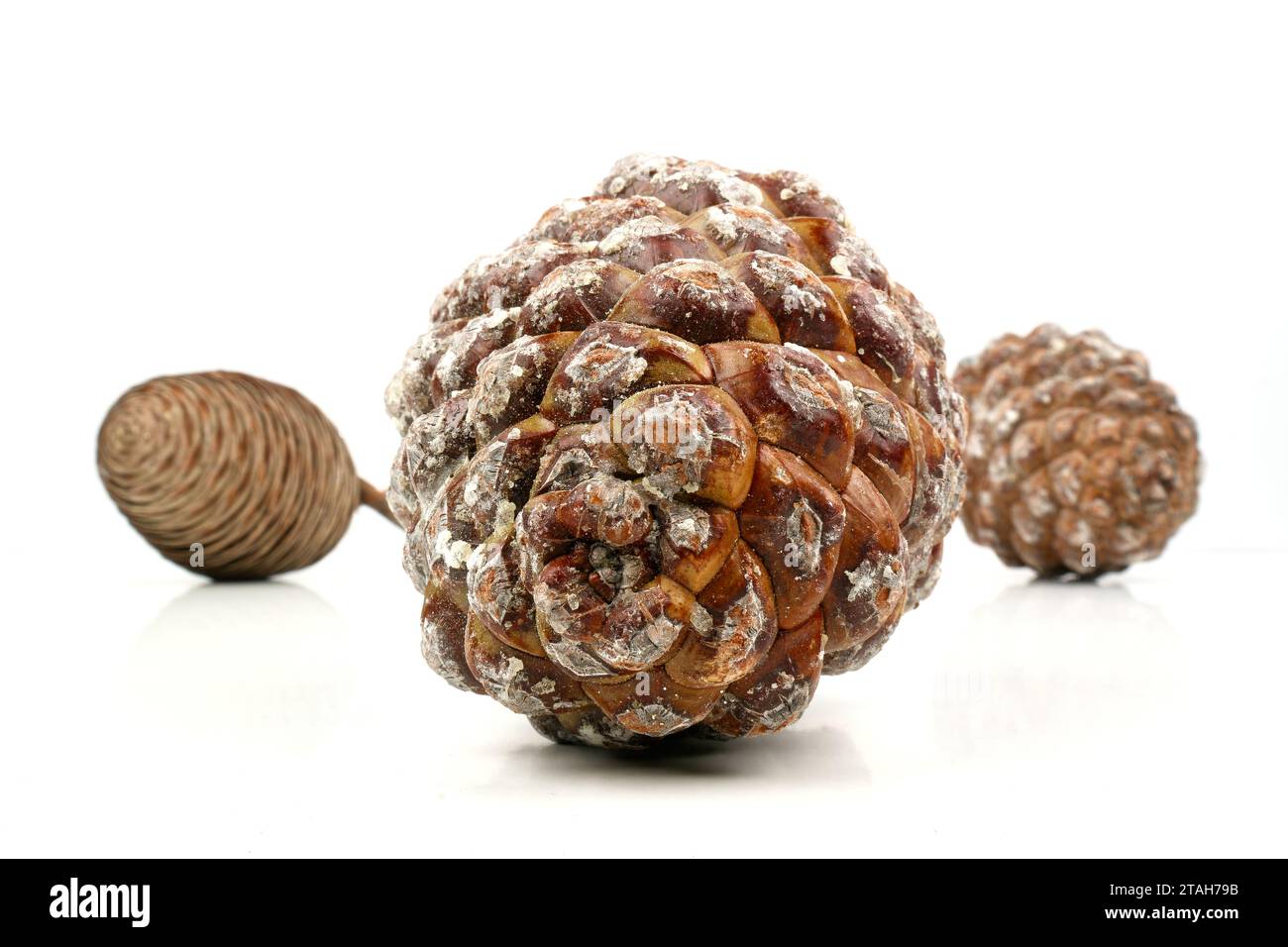 exemple biologique de spirales de fibonacci observées sur une pomme de pin isolée sur fond blanc. Banque D'Images