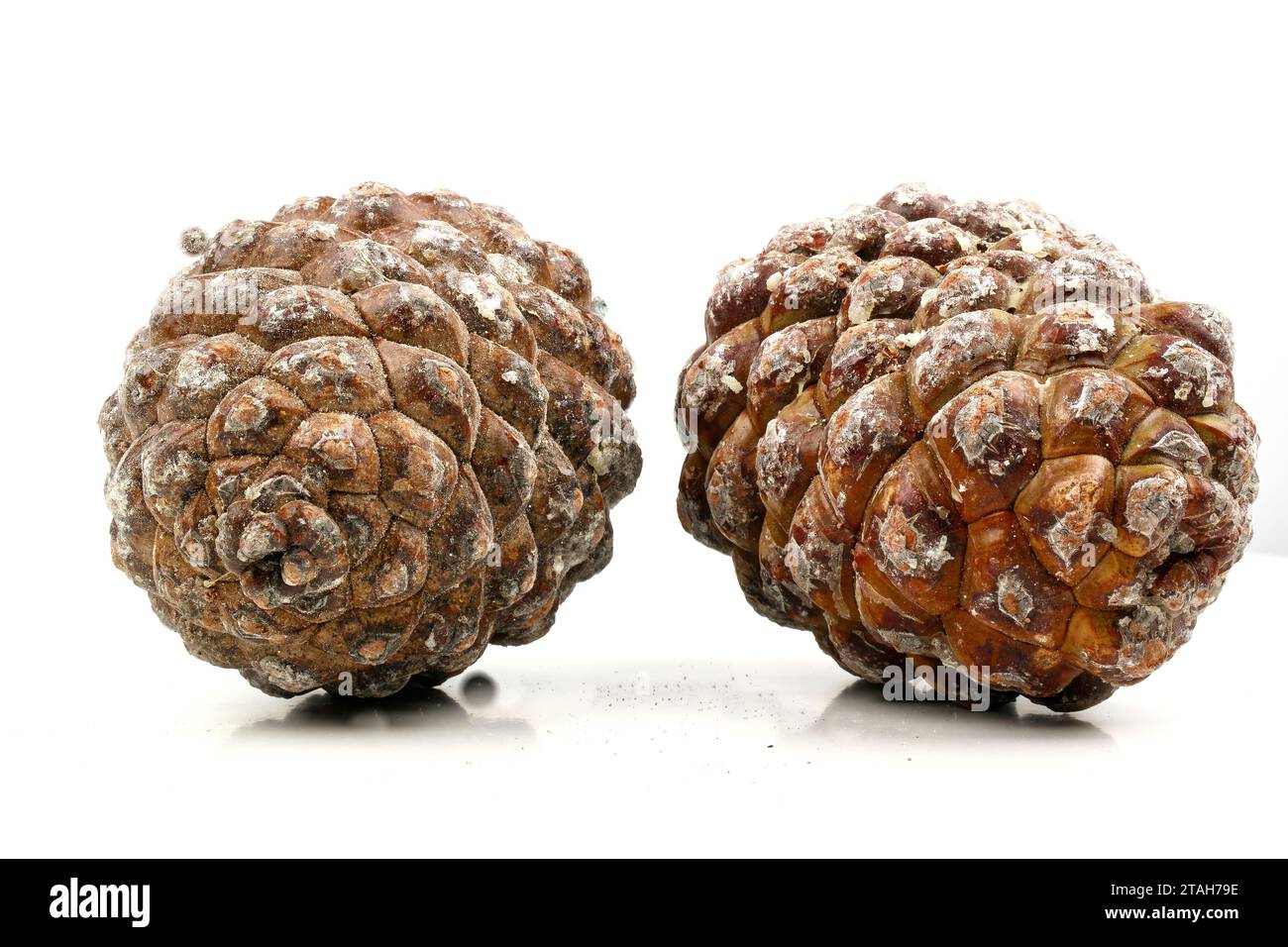 exemple biologique de spirales de fibonacci observées sur une pomme de pin isolée sur fond blanc. Banque D'Images