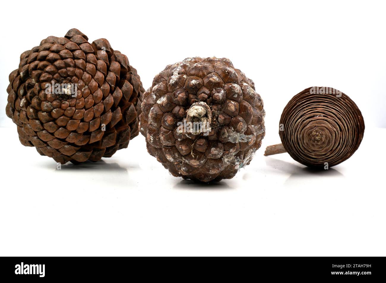 exemple biologique de spirales de fibonacci observées sur une pomme de pin isolée sur fond blanc. Banque D'Images