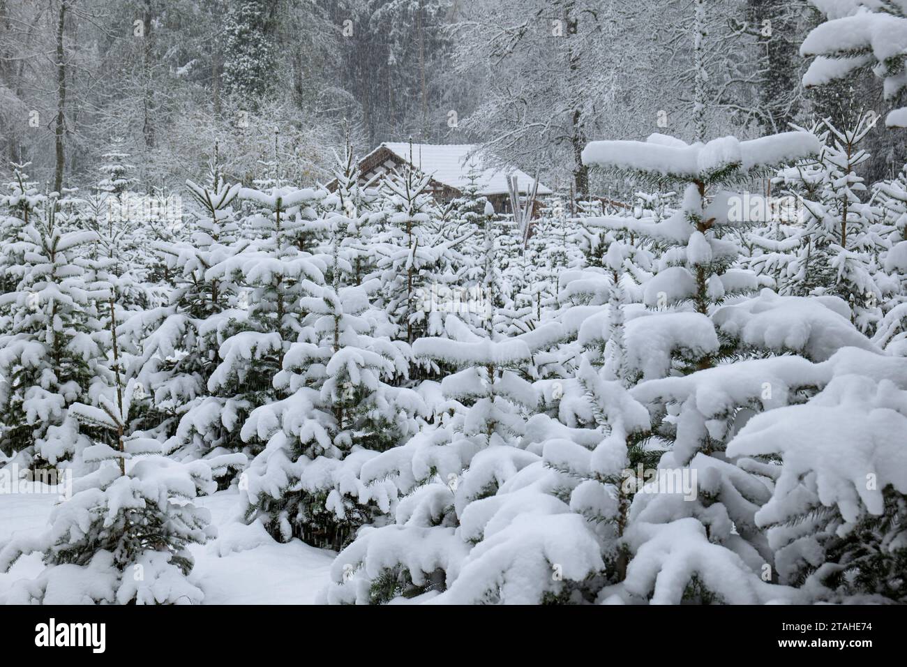 Arbres de Noël enneigés dans une pépinière forestière en Europe. Journée nuageuse, chutes de neige, pas de monde. Banque D'Images
