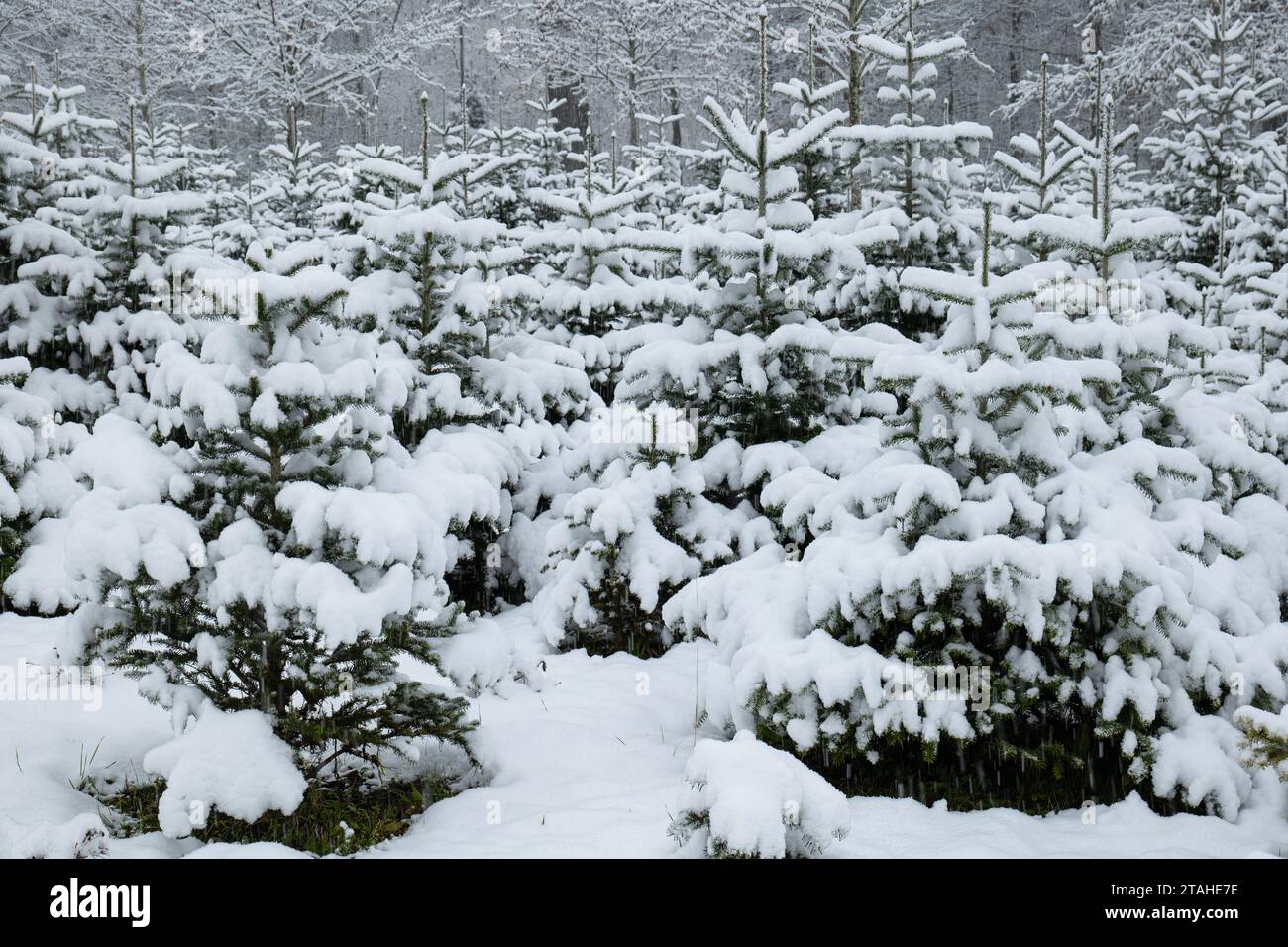 Arbres de Noël enneigés dans une pépinière forestière en Europe. Journée nuageuse, chutes de neige, pas de monde. Banque D'Images