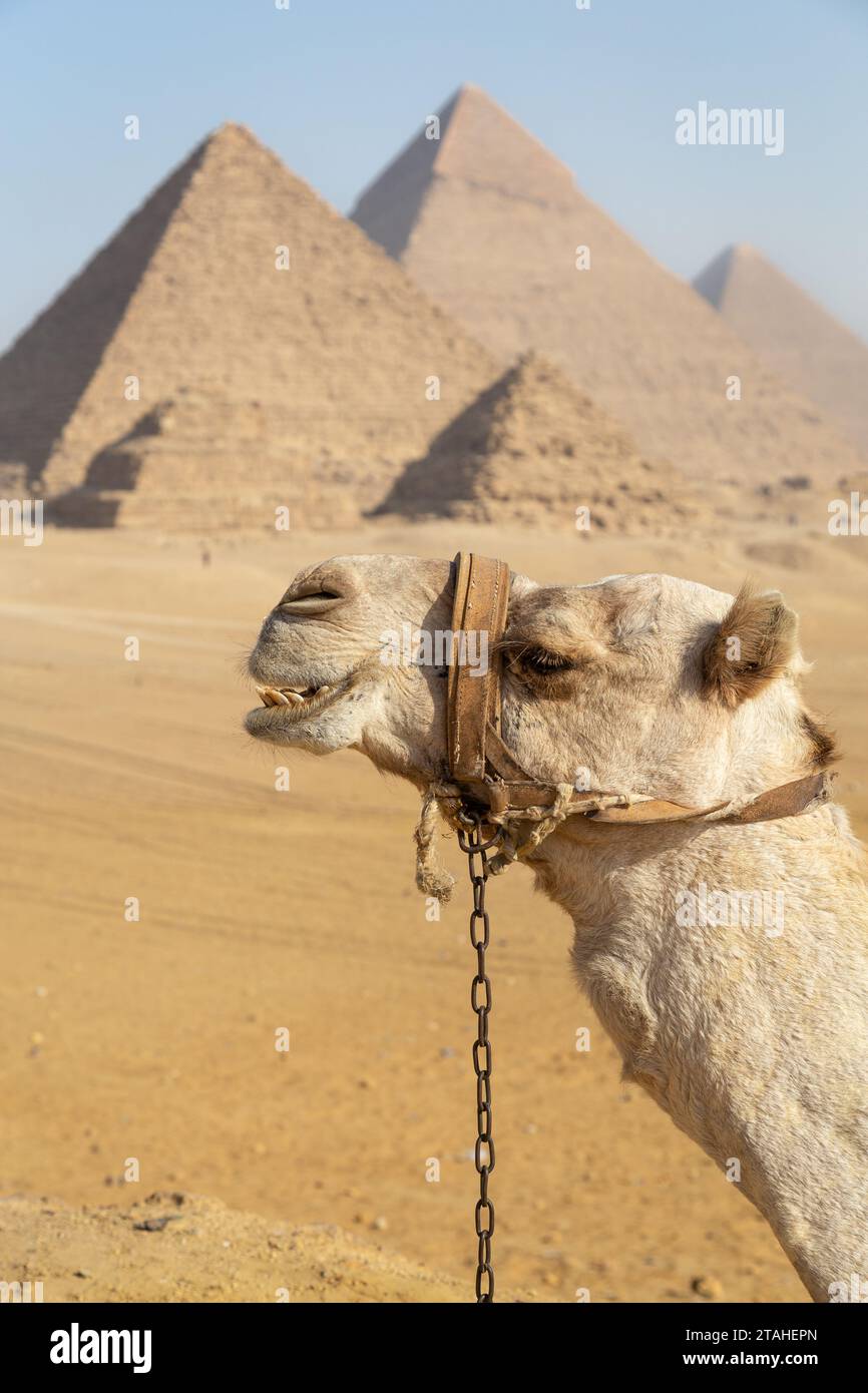 Tête de chameau avec les pyramides de Gyza comme arrière-plan Banque D'Images