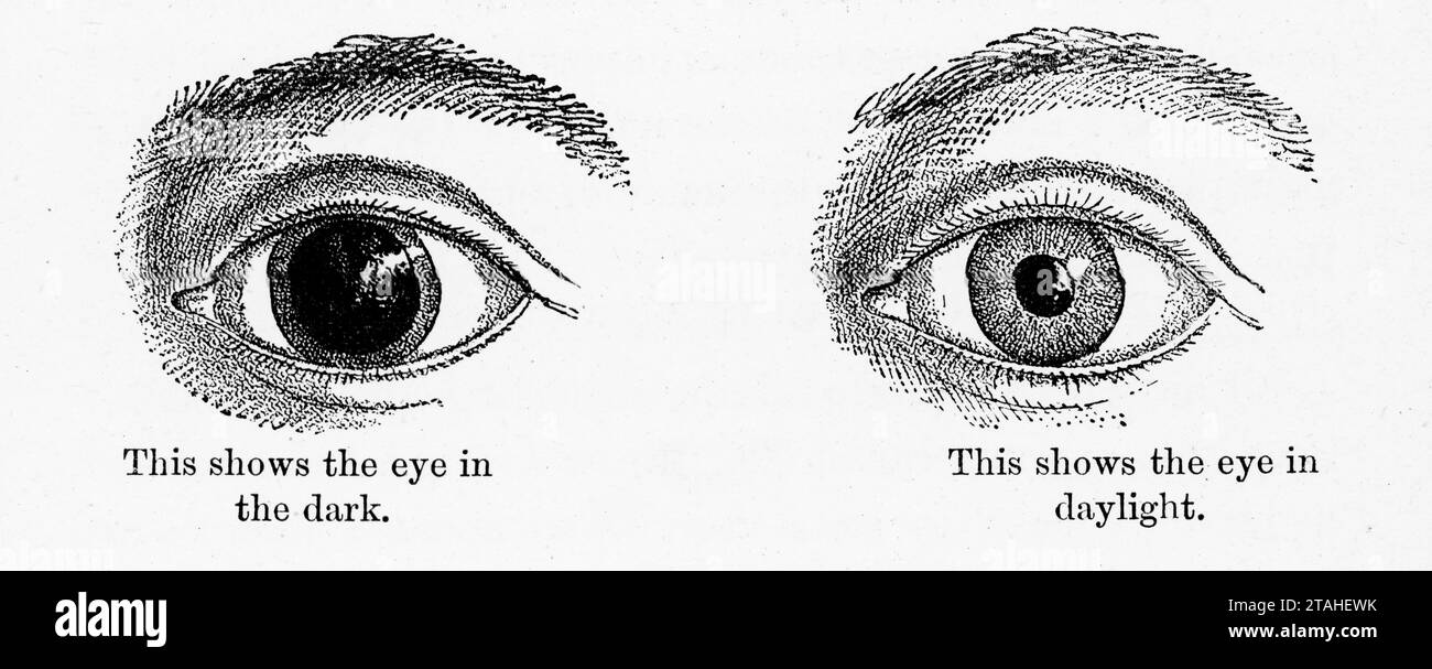 « Cela montre l'œil dans le noir. Cela montre l'œil dans la lumière du jour". Diagramme montrant la réaction de la pupille de l'œil dans des conditions sombres et lumineuses, 1889. Banque D'Images