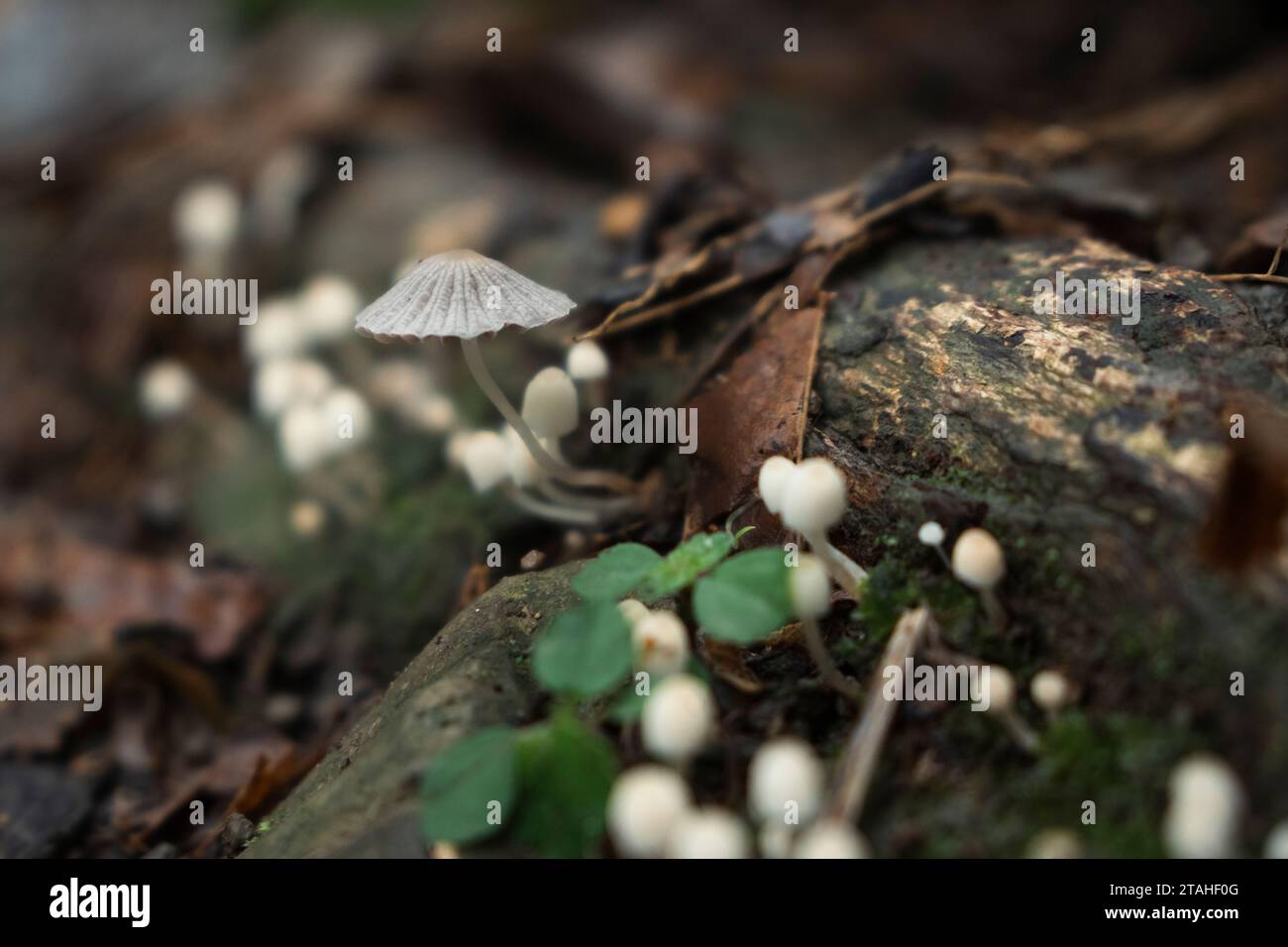 champignons blancs poussant sur une bûche pourrie Banque D'Images