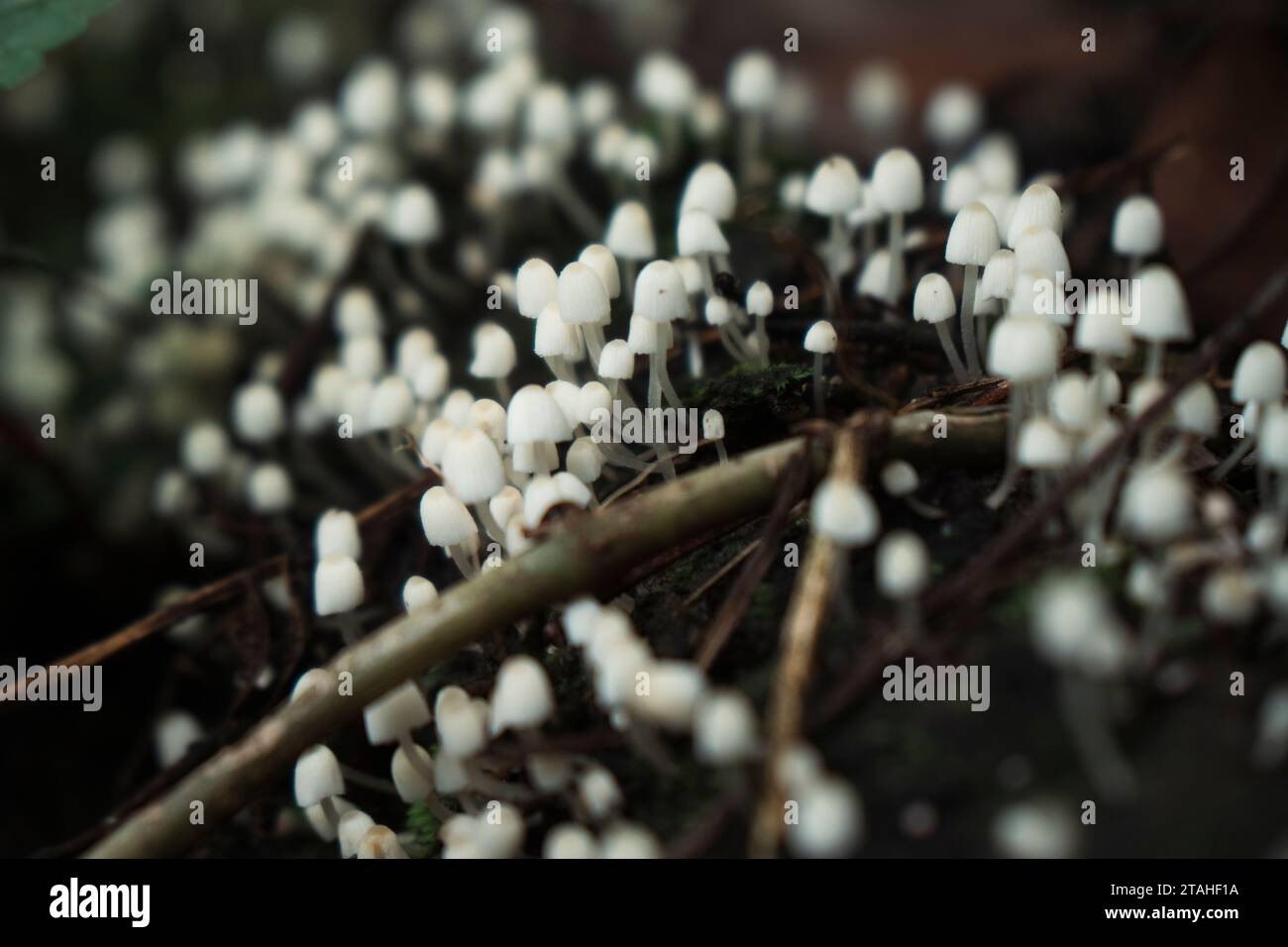 Communauté de minuscules champignons blancs poussant sur une bûche pourrie Banque D'Images