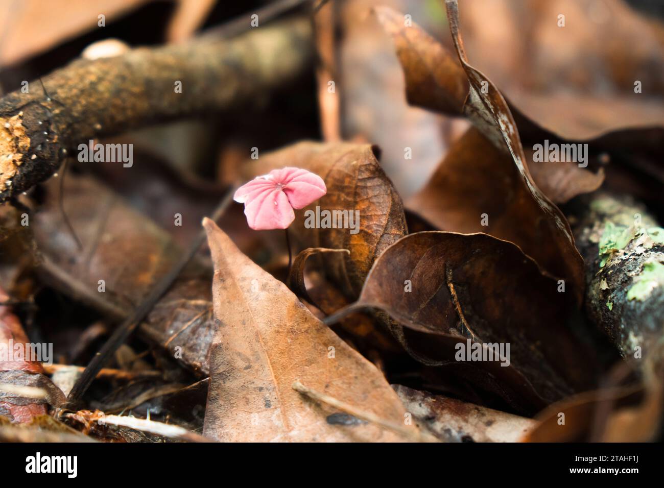 les champignons poussent entre les feuilles séchées sur un sol humide de forêt tropicale Banque D'Images
