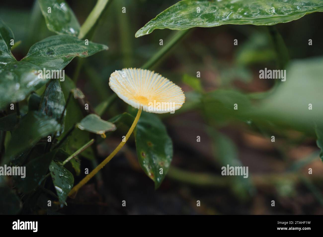 Un champignon blanc pousse entre les feuilles mouillées Banque D'Images