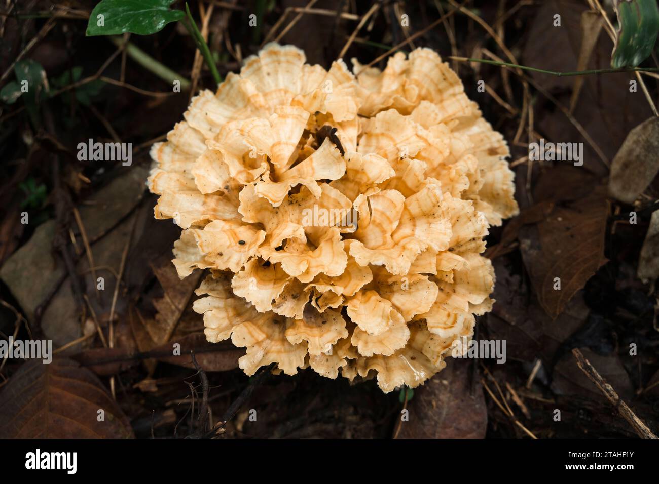 Étrange champignon pousse à côté d'une traînée entre les feuilles séchées Banque D'Images