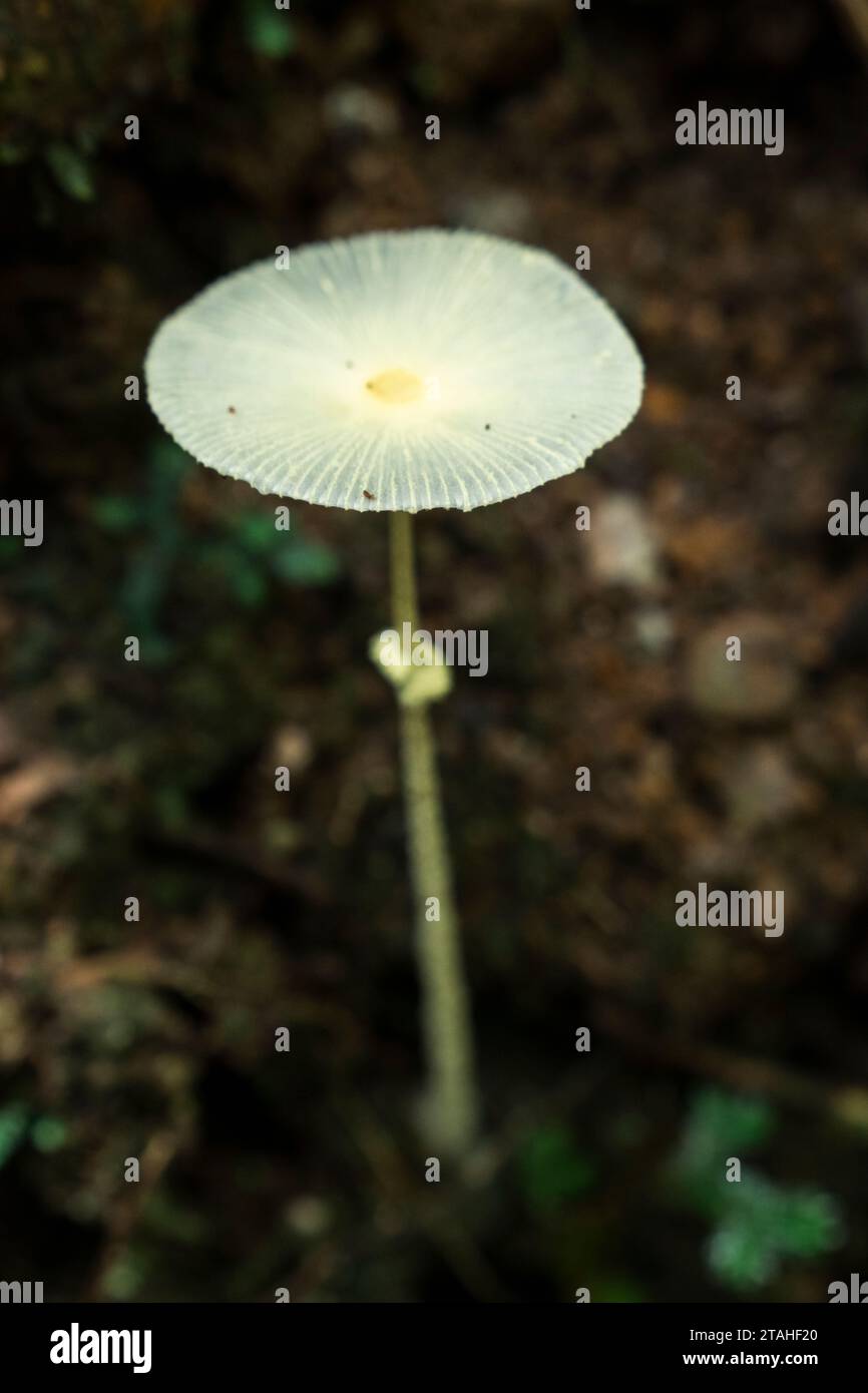 gros plan d'un champignon blanc Banque D'Images
