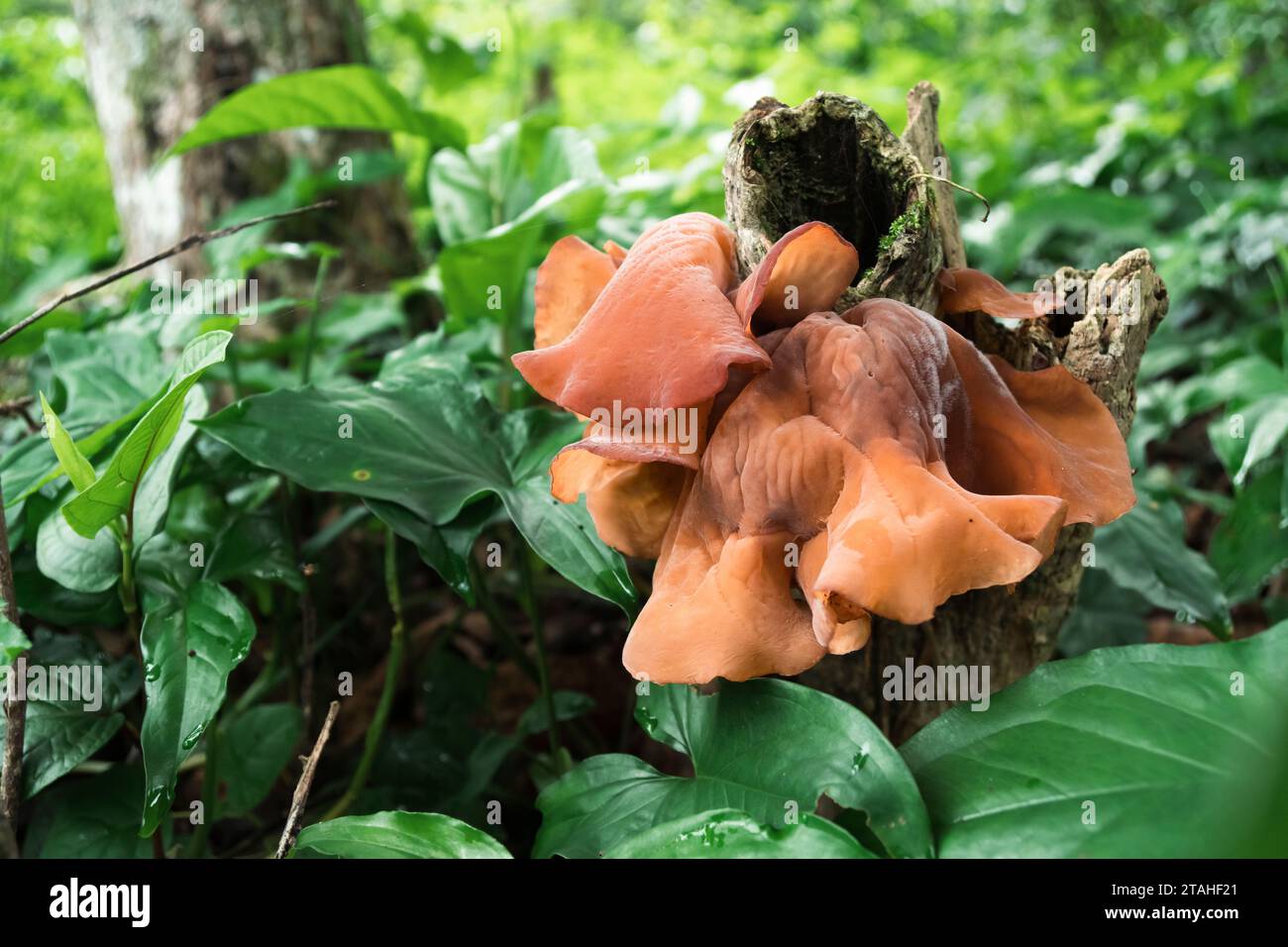 Les champignons poussent sur une bûche pourrie d'une plante de café dans une forêt tropicale Banque D'Images