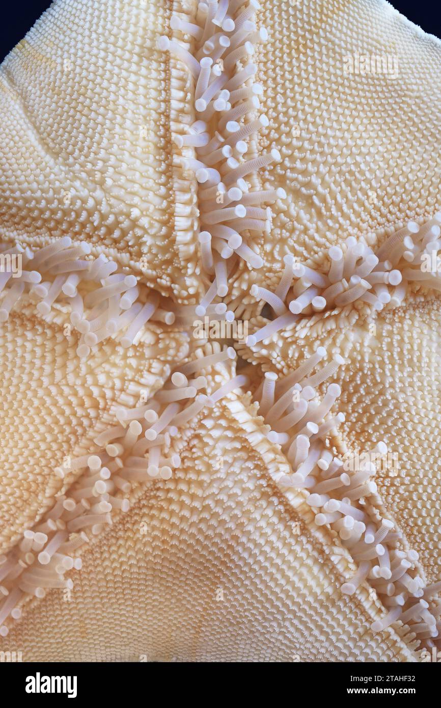 Dessous d'étoile de mer, gros plan, fond abstrait naturel Banque D'Images