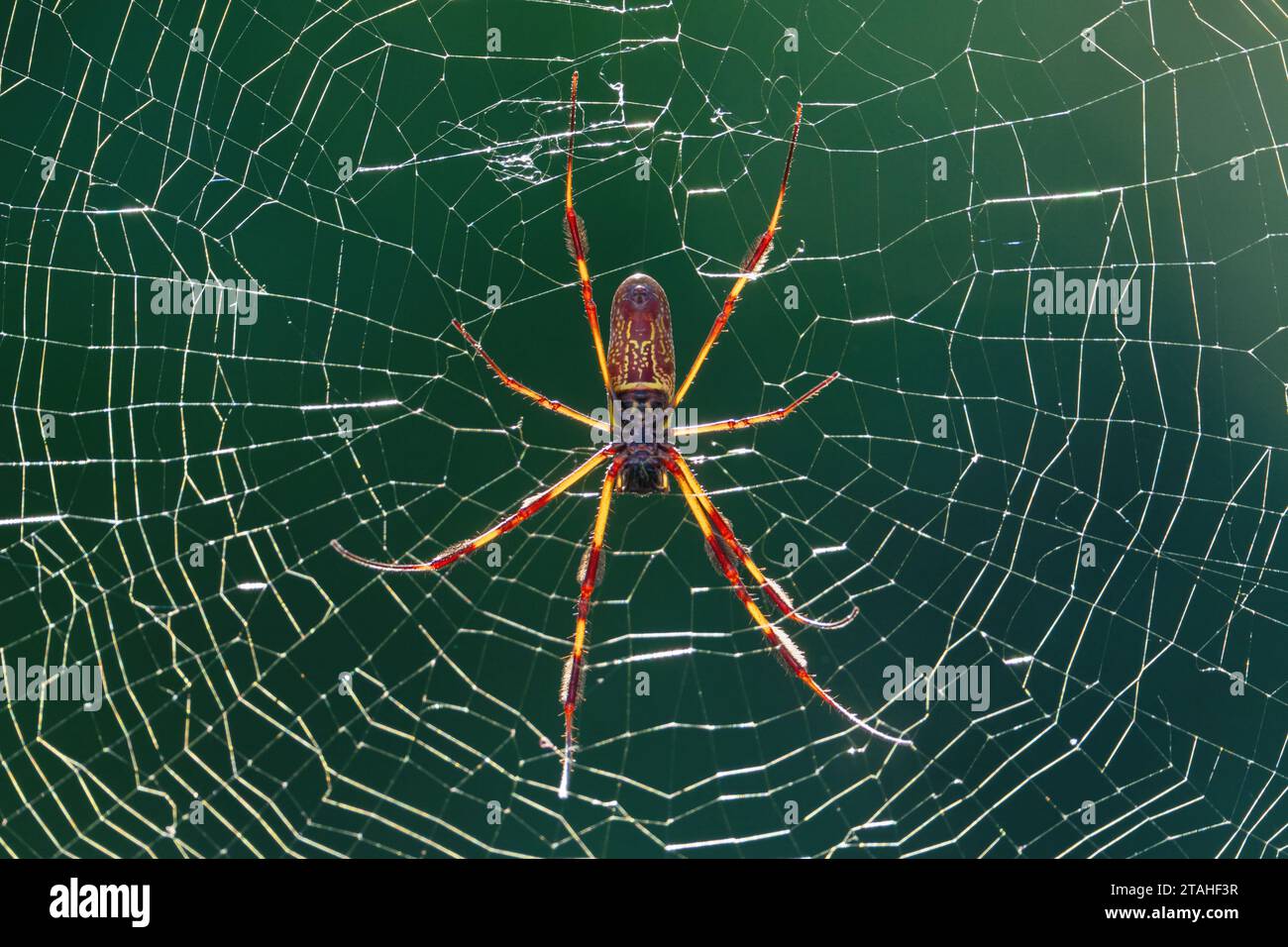 Un Golden Silk Orb Weaver Spider dans sa toile Banque D'Images