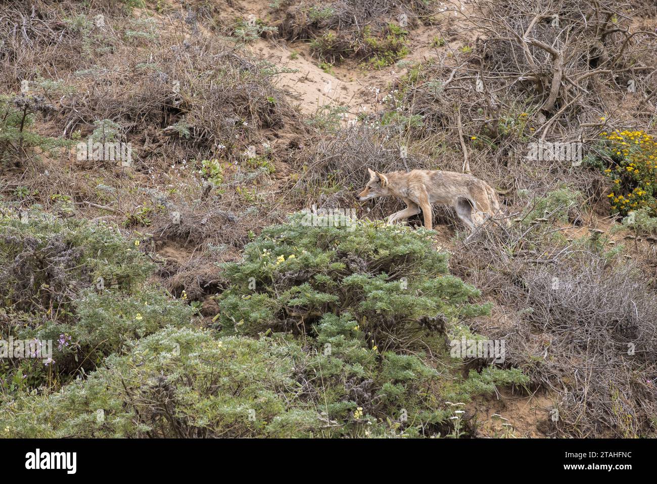 Une chasse au coyote dans le Seashore national de point Reyes Banque D'Images