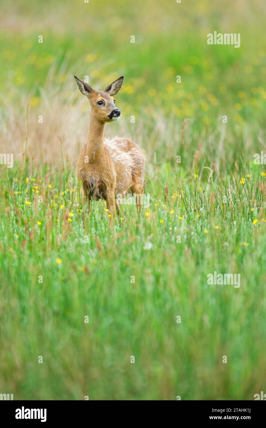 Alarmé Roe Deer (Capreolus capreolus) en Allemagne Banque D'Images