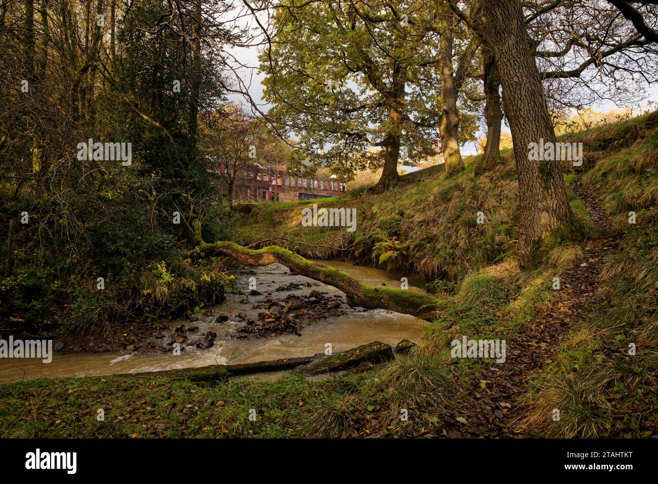 Le ruisseau Dearden serpente à travers une vallée boisée avec les ruines du moulin Edenwood en arrière-plan, près d'Edenfield, dans le Lancashire. Banque D'Images