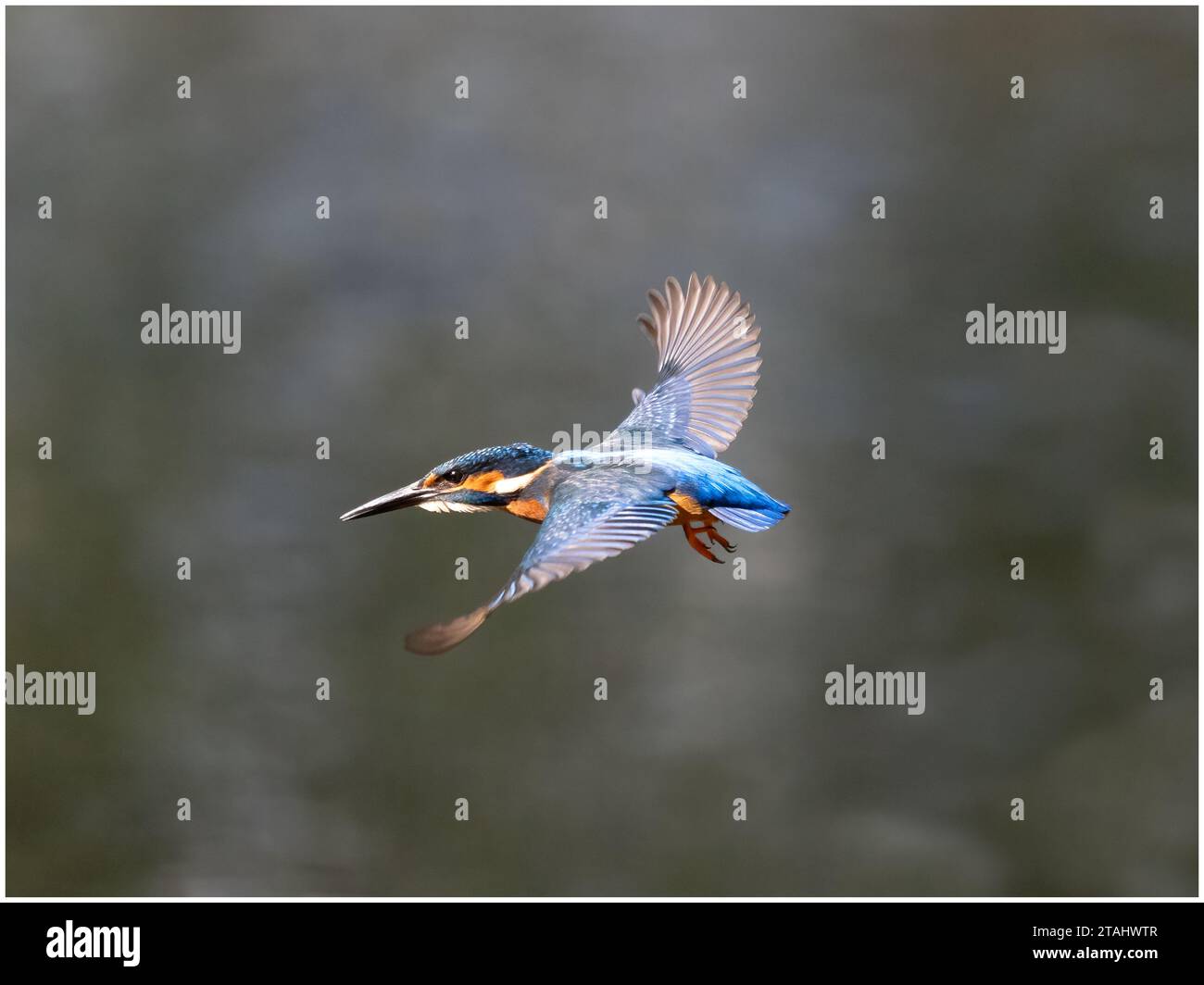 Kingfisher (Alcedo atthis) Banque D'Images