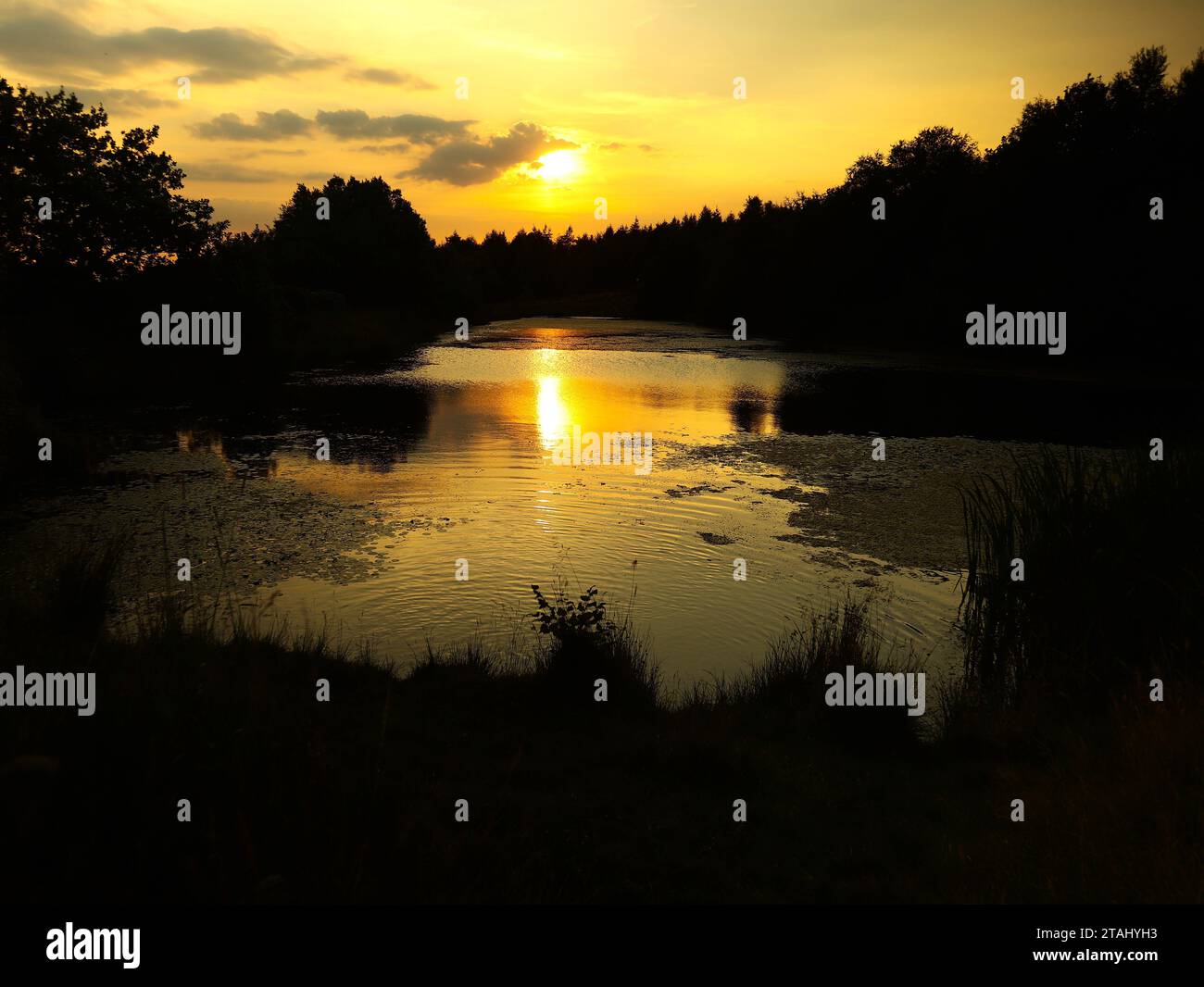 Relax, repos, taillis image a été composé juste avant le coucher du soleil l'eau silencieuse flotte, tandis que laisse le regard vers le ciel dormir dernier devoir fait. Banque D'Images