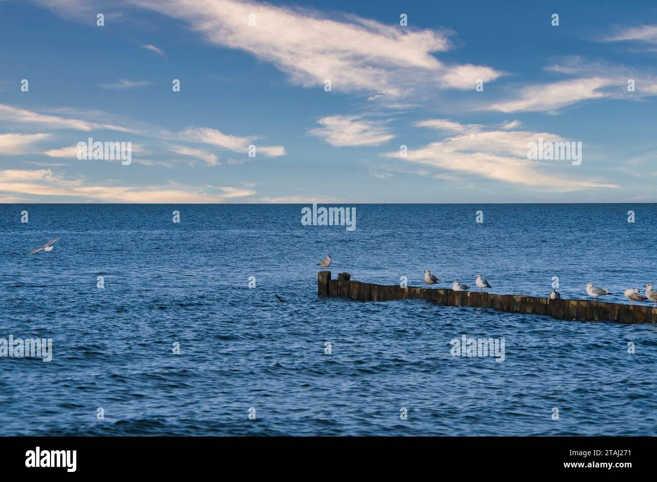 Mouettes sur un groyne dans la mer Baltique. Vagues et ciel bleu. Côte par la mer. Photo d'animal Banque D'Images