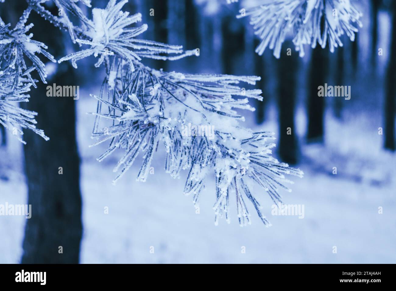 Forêt gelée, bel hiver, neige de cristal sur les arbres, froid et beauté Banque D'Images