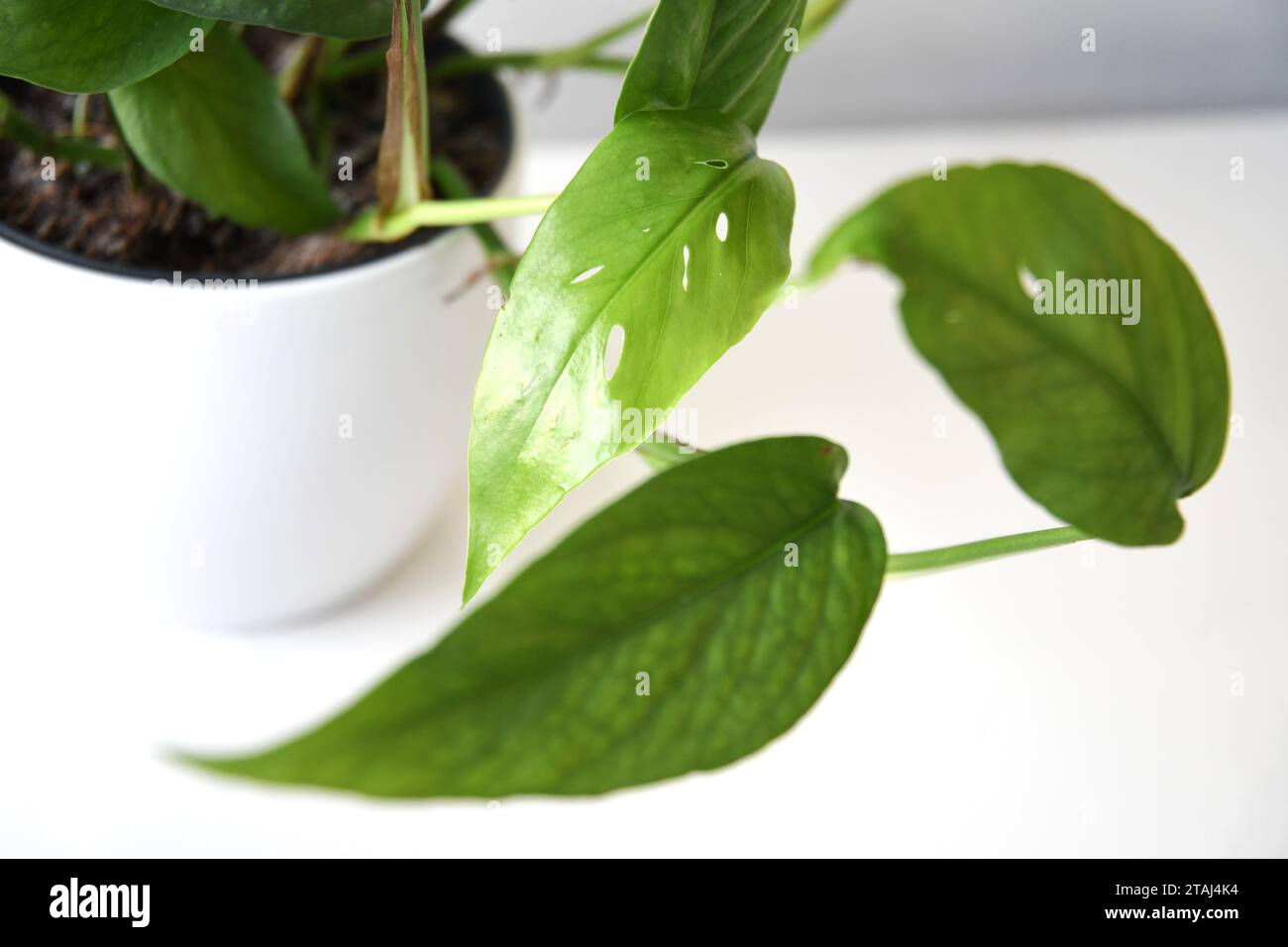 Pothos bleu Cebu, Epipremnum pinnatum, plante d'intérieur avec feuilles vert bleu argenté et perforations. Isolé sur fond blanc, en paysage. Banque D'Images