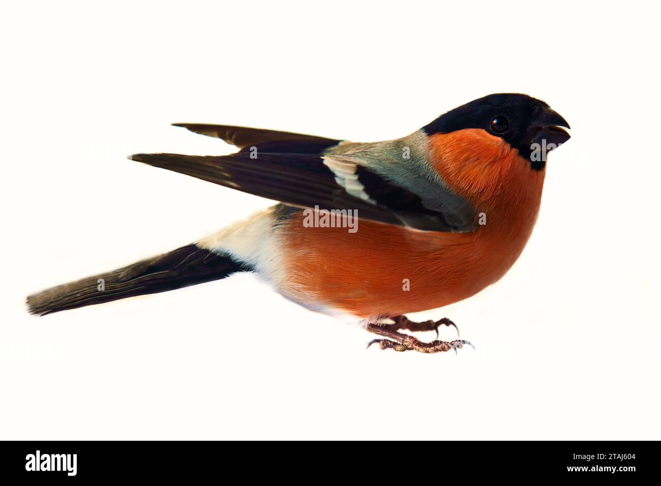 Bullfinch (Pyrrhula pyrrhula). Cet oiseau est reconnaissable par sa couleur rouge parmi l'hiver noir et blanc pour les habitants du nord - comme un Banque D'Images