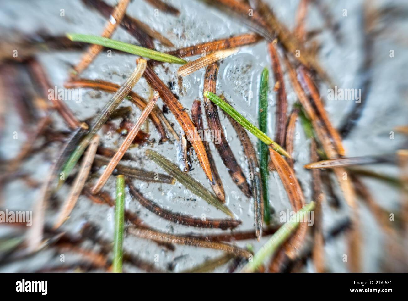 Forestry. Aiguilles d'épinette et particules d'écorce sur neige fondue au printemps. Macro ultra d'arrière-plan d'acérose Banque D'Images