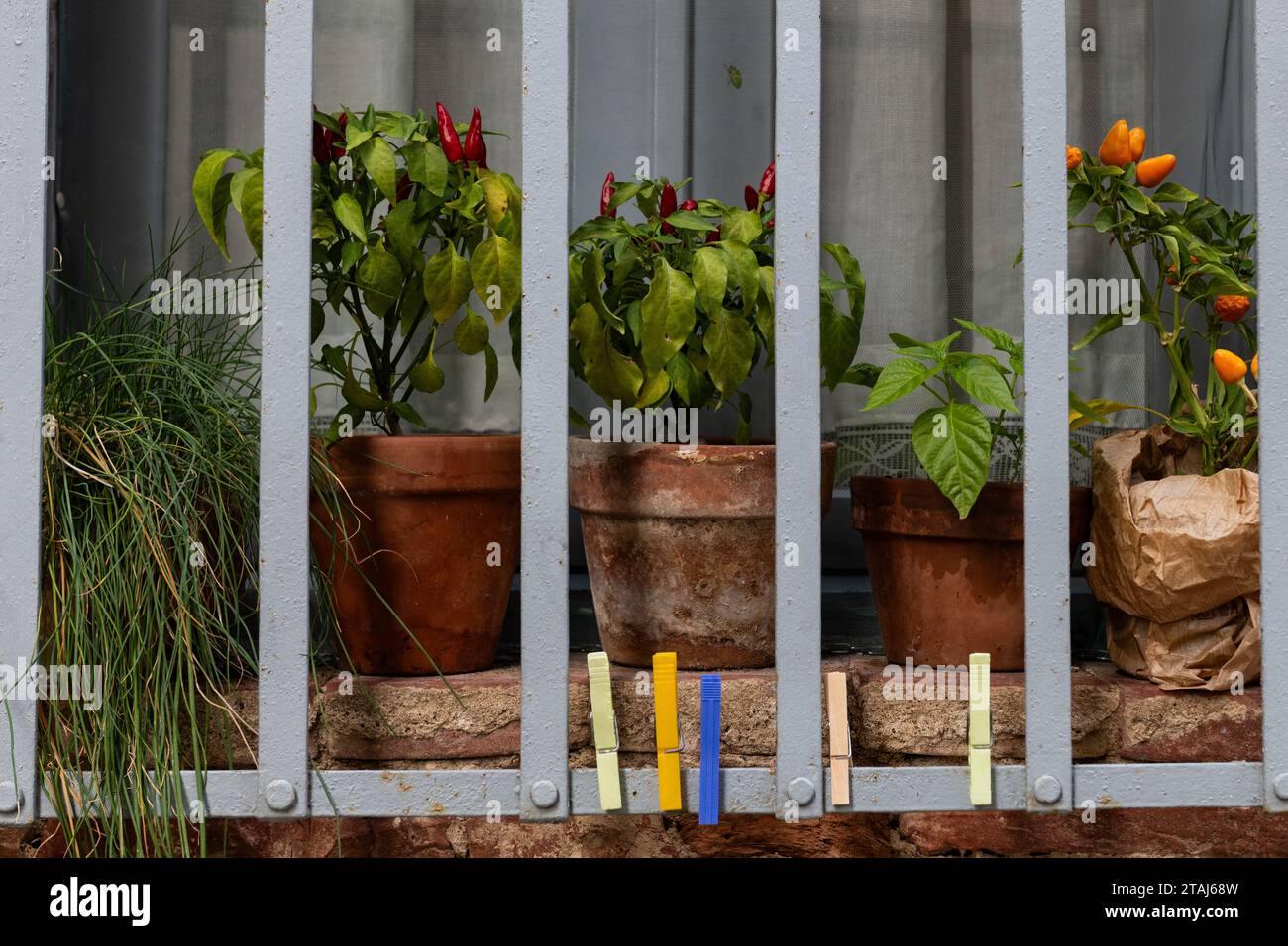 Les poivrons miniatures rouges et jaunes poussent dans des plantes en pot fixées sur un rebord de fenêtre derrière des barres d'acier dans un village toscan pittoresque en Italie. Banque D'Images