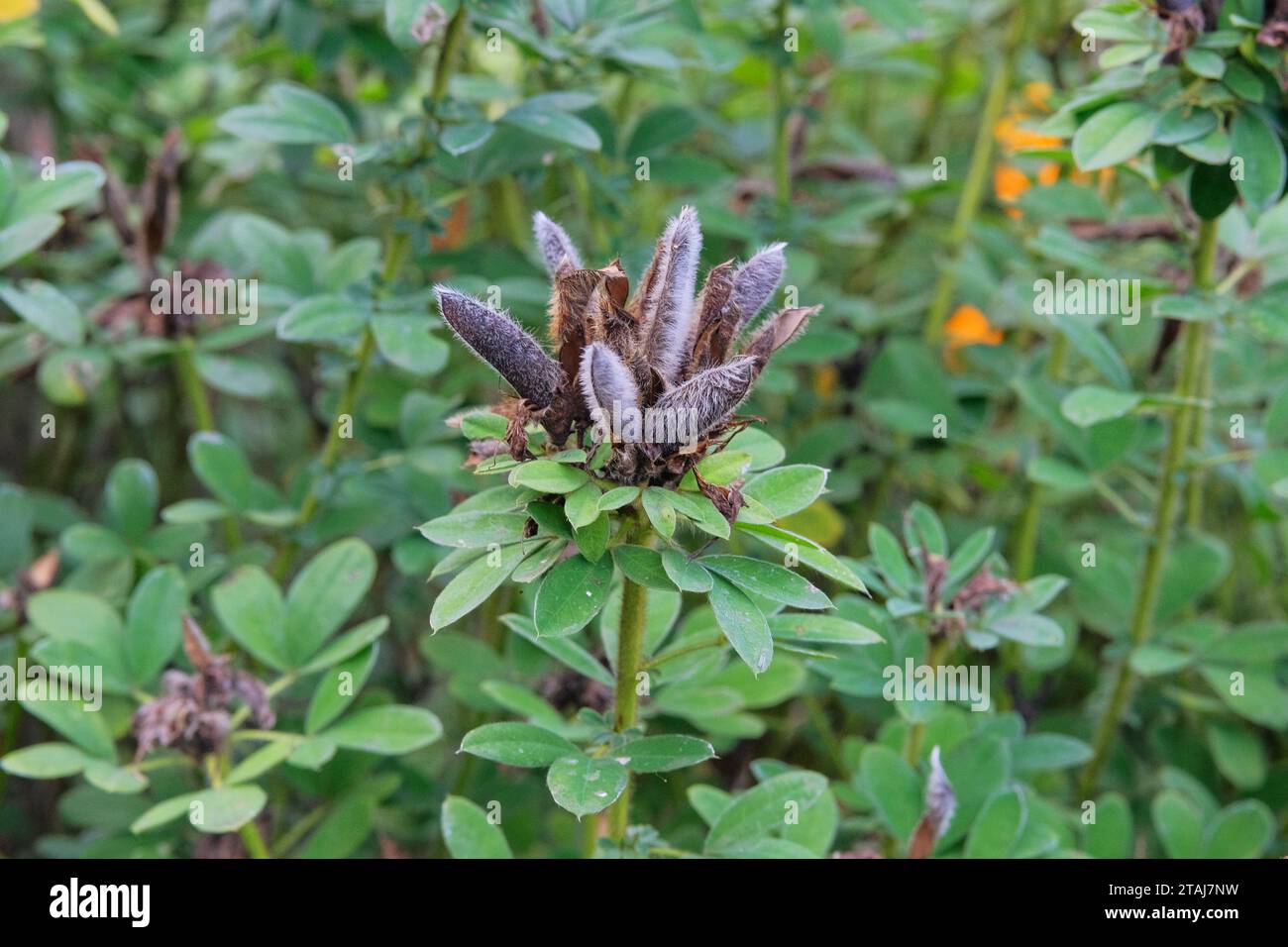 Gousses de plantes Baptisia. Fausses gousses de graines d'indigo. Des gousses de graines gonflées et oblongues avec une pointe pointue à l'apex se développent. Banque D'Images