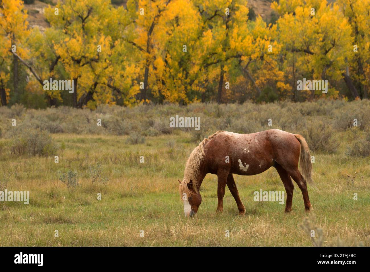 Wild horse, Theodore Roosevelt, l'unité nationale de Park-South Dakota du Nord Banque D'Images