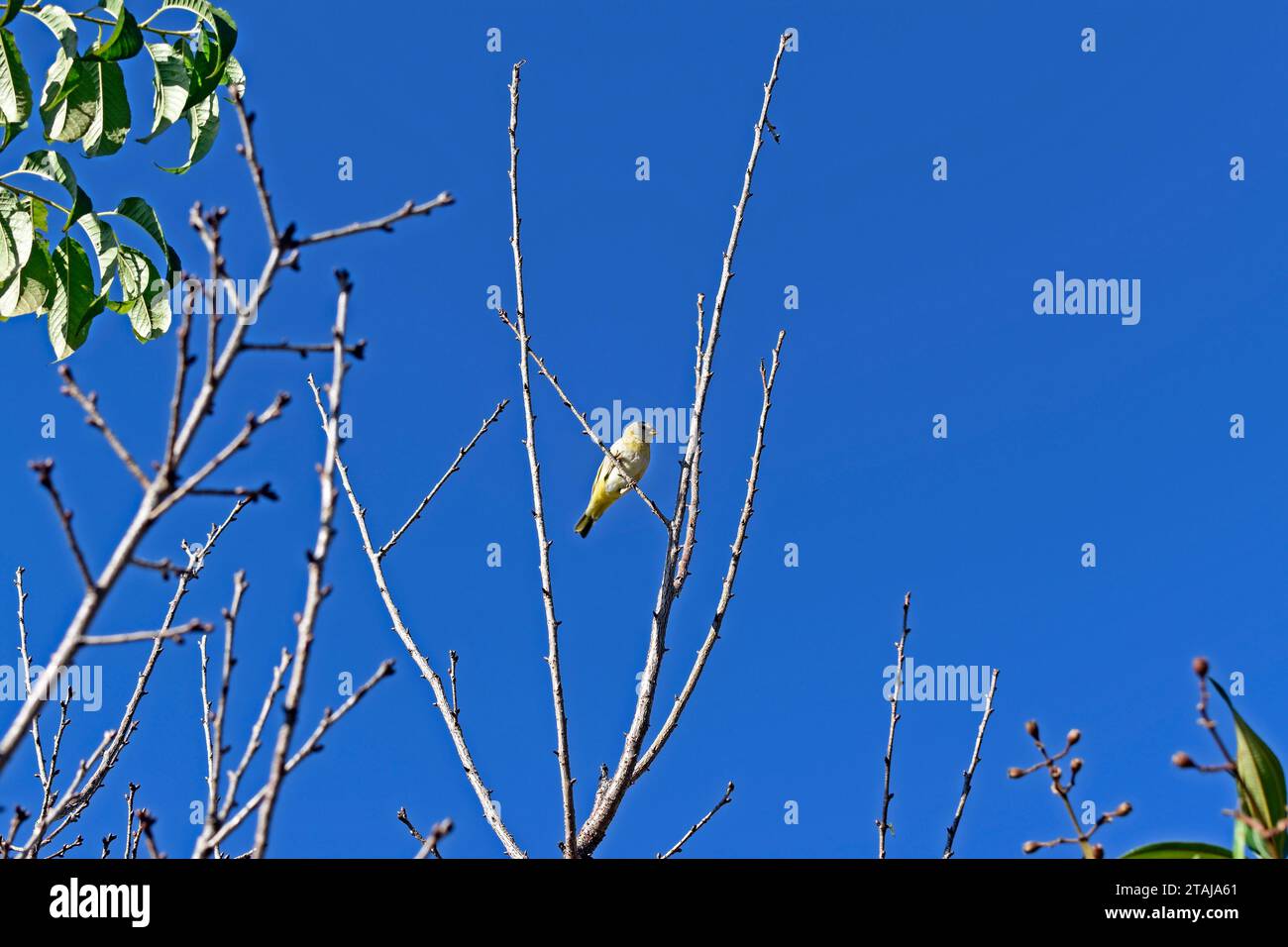 fingeron de safran (Sicalis flaveola) sur branche d'arbre à Teresopolis, Rio de Janeiro, Brésil Banque D'Images