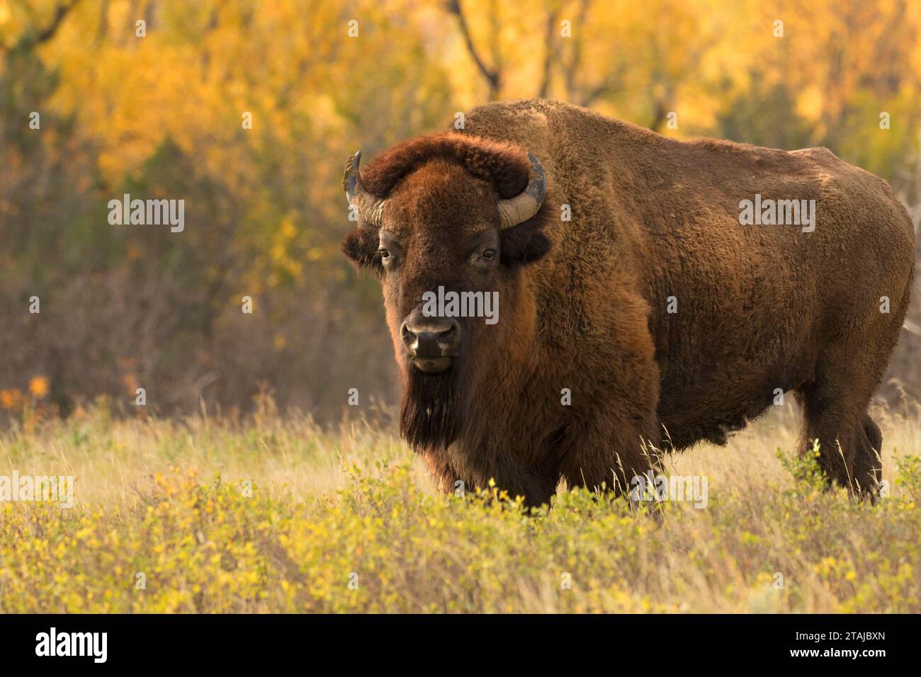 Le bison, Park-North National Theodore Roosevelt, Dakota du Nord Banque D'Images