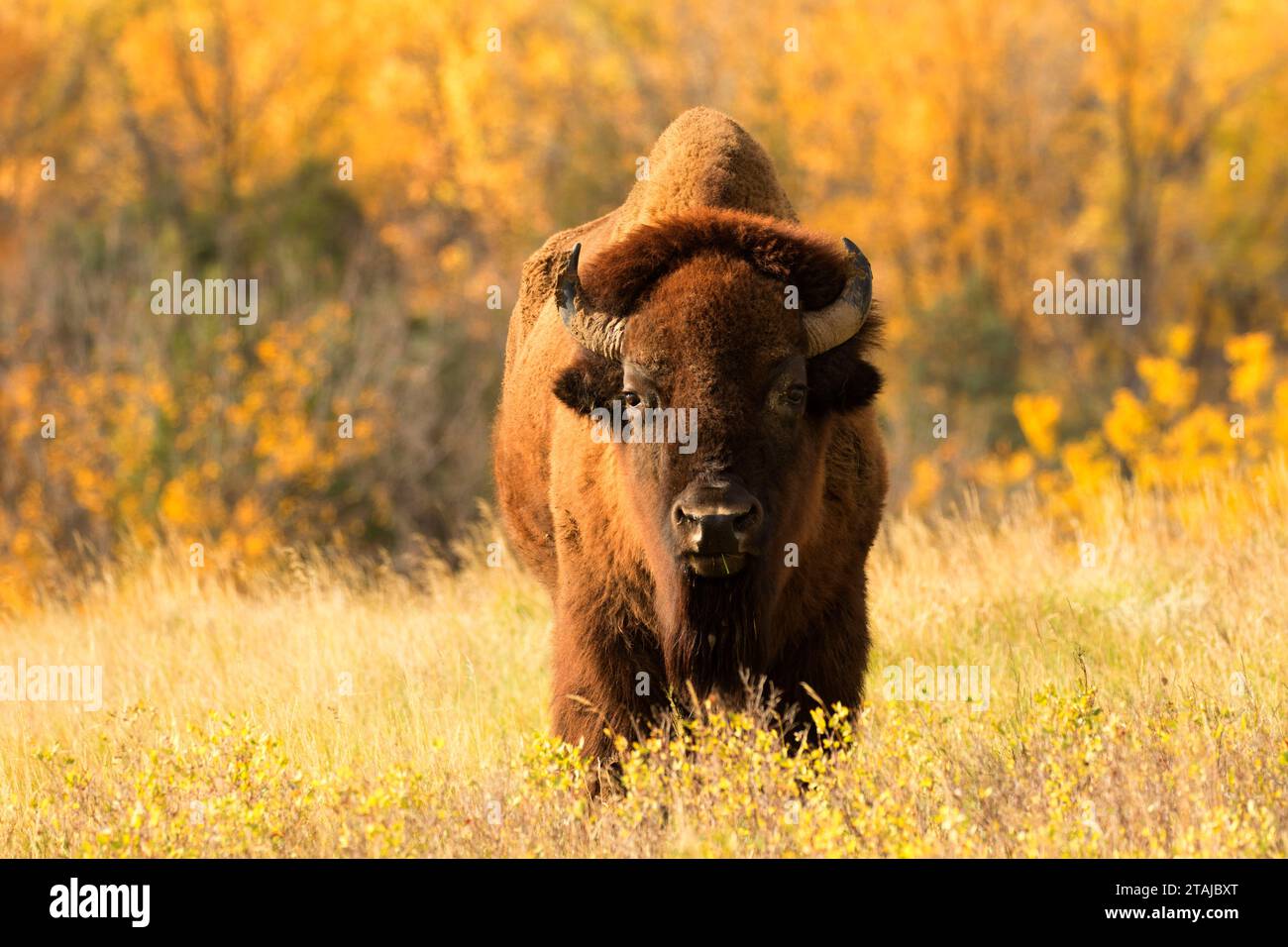 Le bison, Park-North National Theodore Roosevelt, Dakota du Nord Banque D'Images