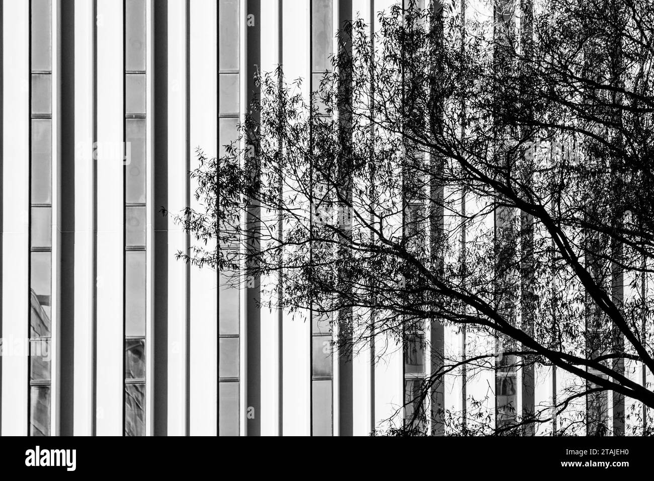 L'arbre noir et blanc contraste fortement avec les fenêtres de gratte-ciel Banque D'Images