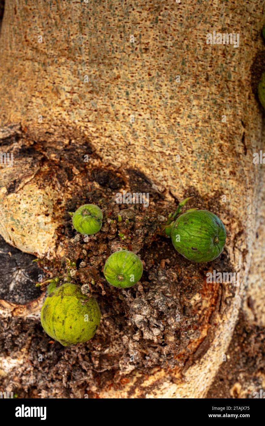 Délicieusement prolifique Ficus Sycomorus «Sakalavarum». Portrait naturel de plantes fruitées en gros plan Banque D'Images