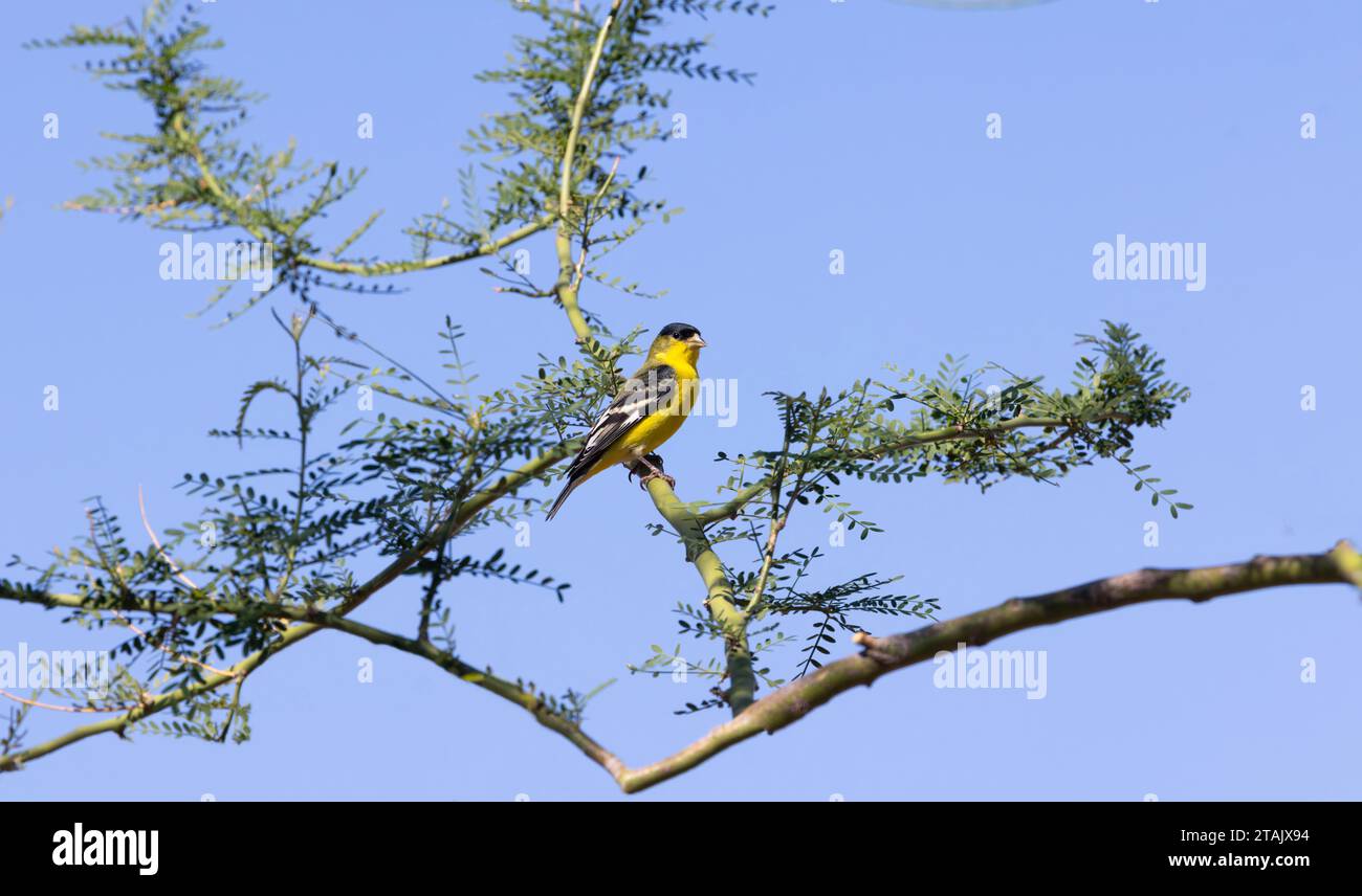 L'oiseau Lesser Goldfinch de couleur vive est perché dans les teintes vertes de l'arbre Palo Verde contre le ciel bleu à Tucson, Arizona, États-Unis, Banque D'Images