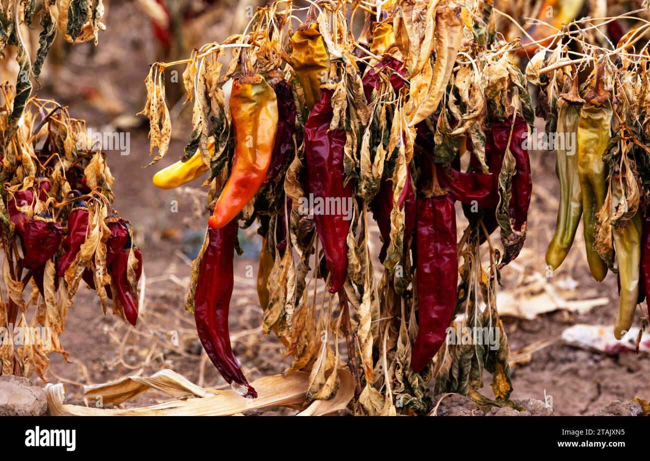 Le gel des feuilles et des vignes desséchées montre comment le gel met fin à la saison de culture du piment du Sud-Ouest au Nouveau-Mexique. Récolte fanée dans le champ. Banque D'Images