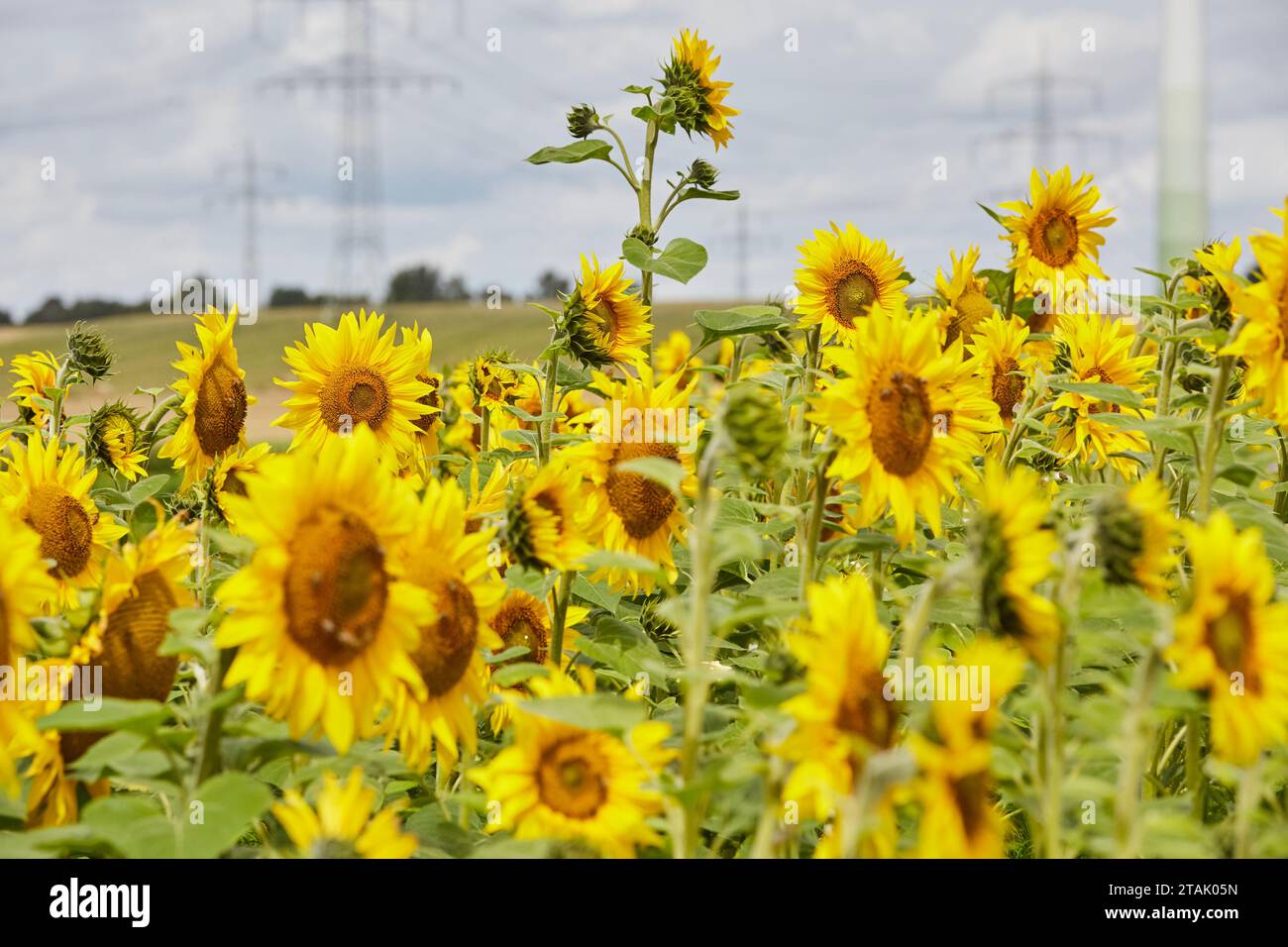 Leuchtendes Sonnenblumenfeld in ense Bremen umgeben von Wildblumen, Kreis Soest, Nordrhein-Wesfalen, Deutschland, Europa, Banque D'Images