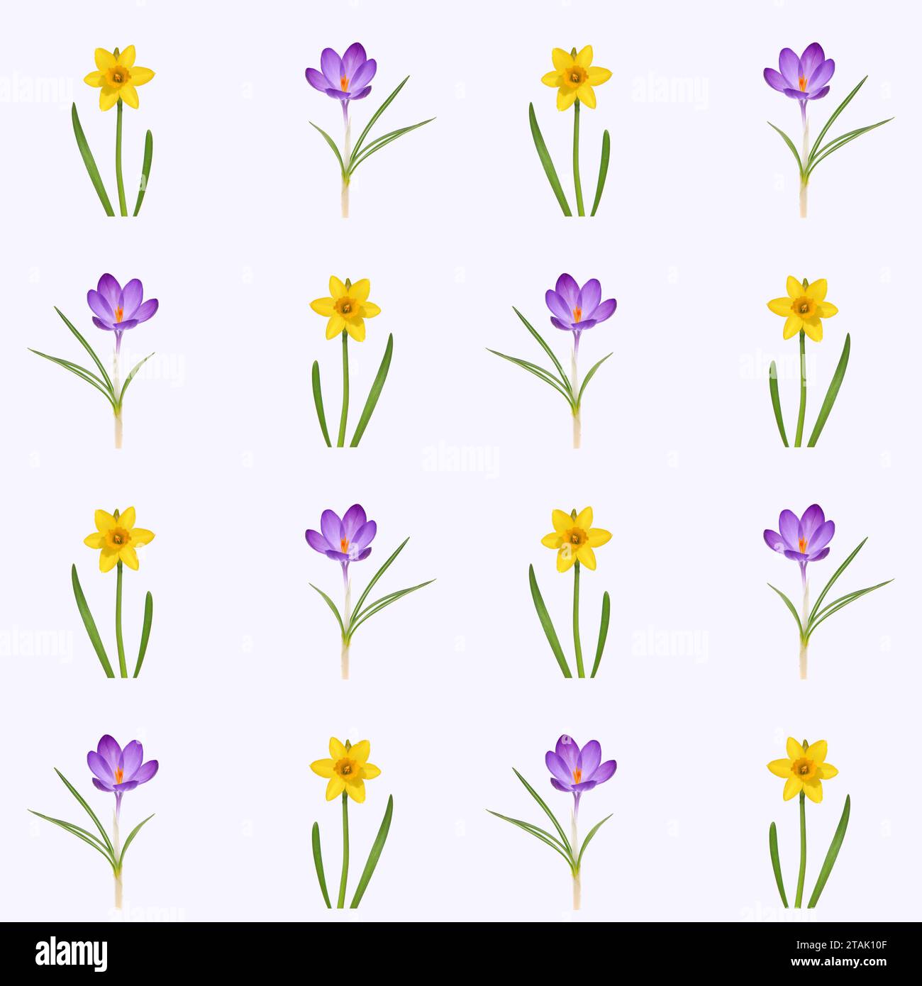 Motif floral avec fleur printanière de crocus violet blanc et jonquilles jaunes Banque D'Images